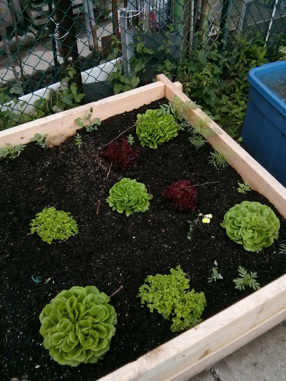 Lettuce in a raised bed