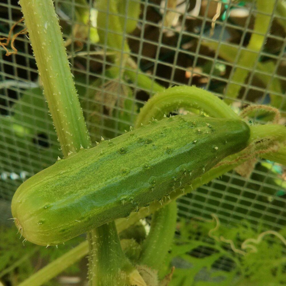 Cucumber Close-up