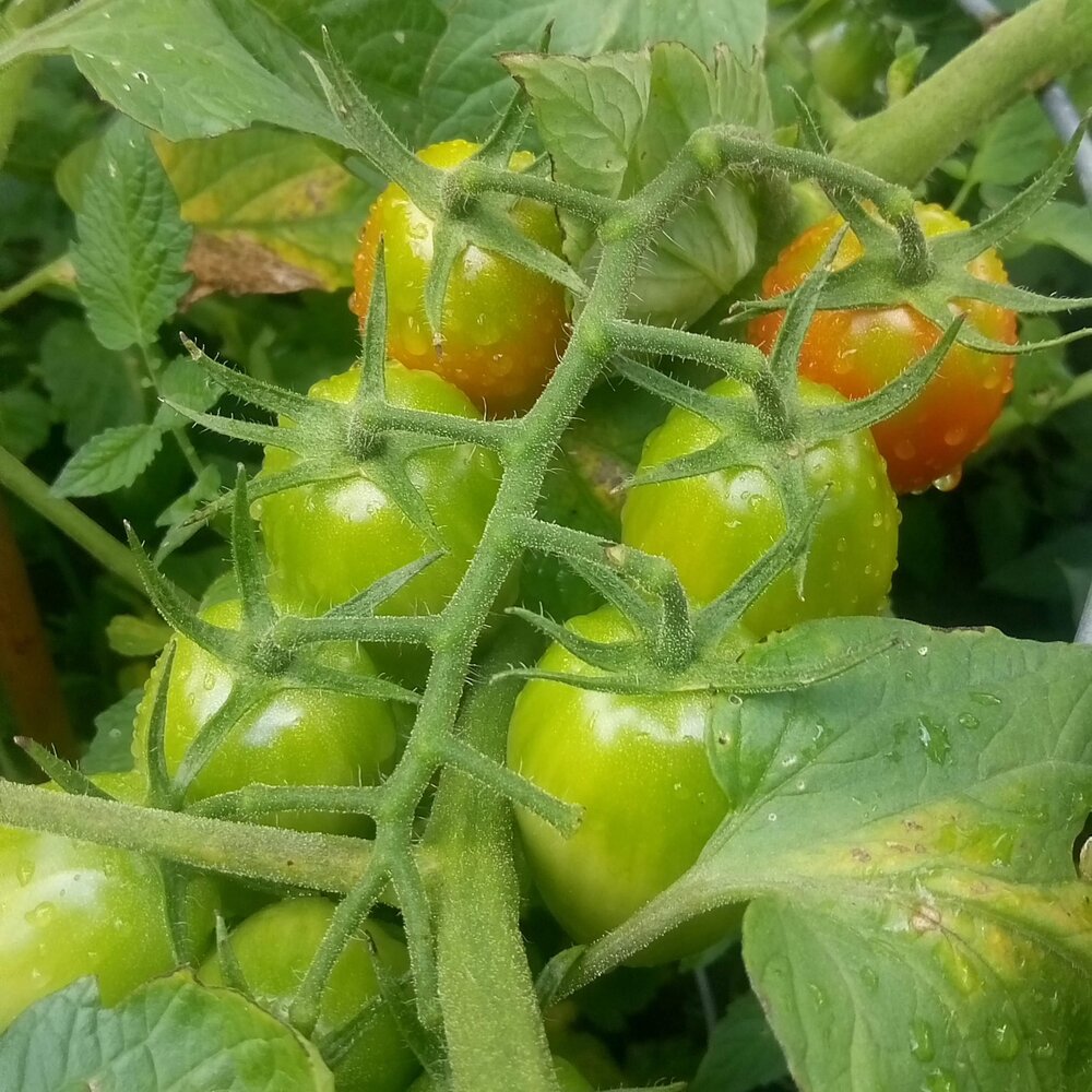 Tomato branch with ripening fruit
