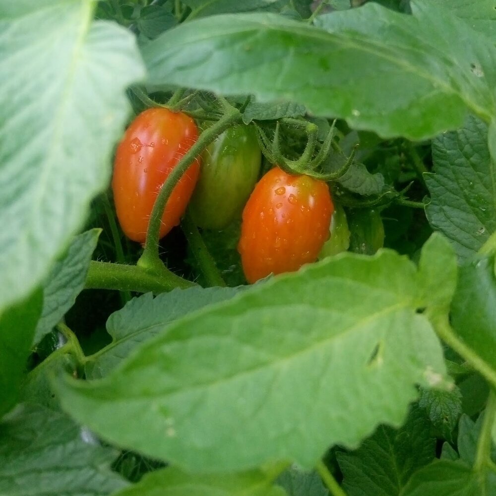 Close-up of ripened tomatoes