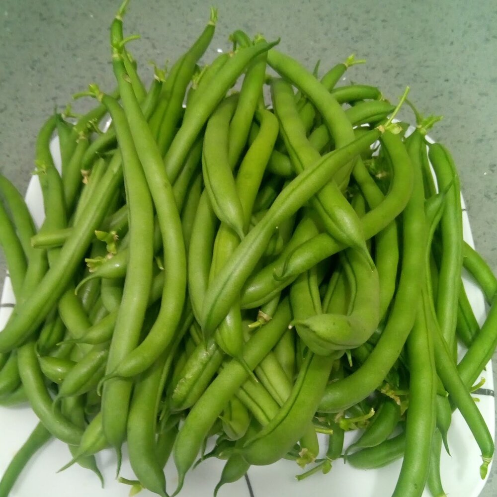 Bean harvest
