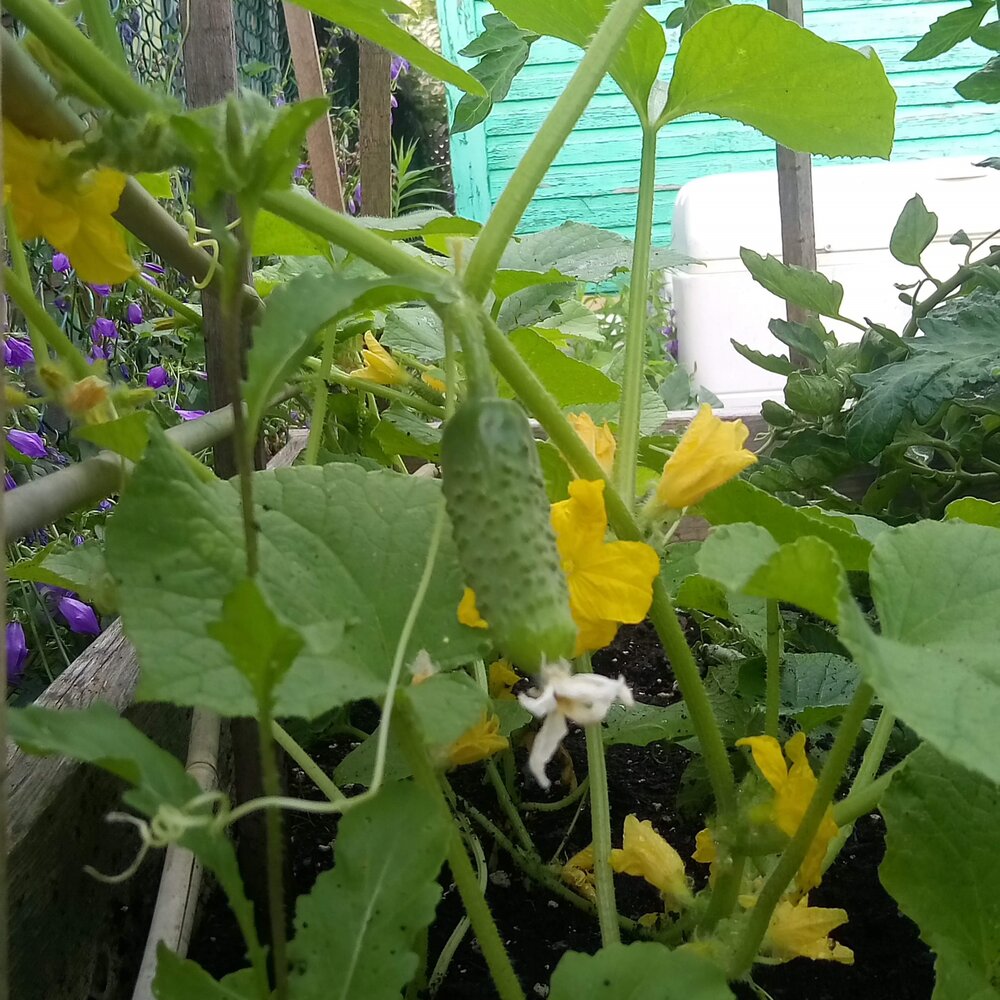 Cucumber on the vine
