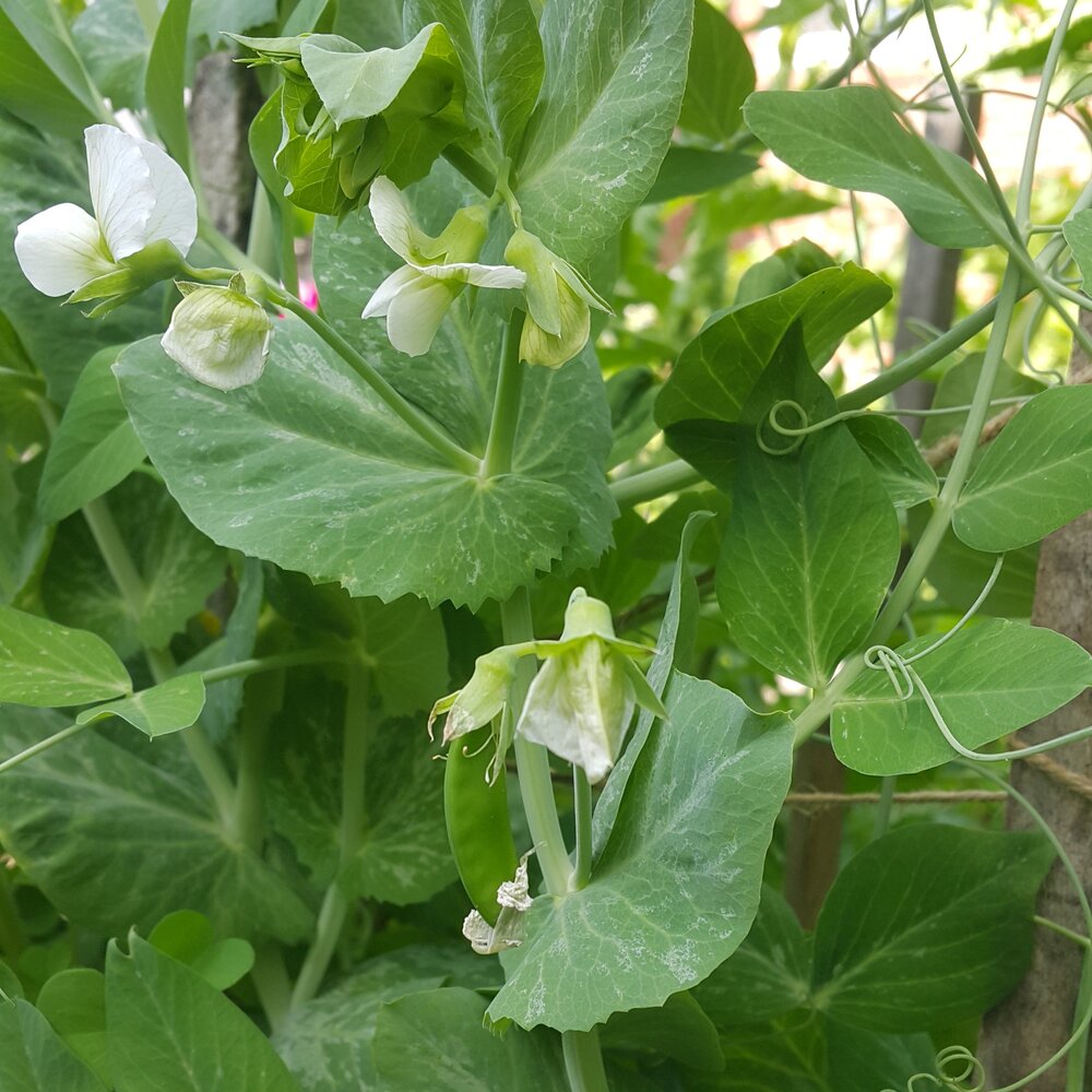 Pea plant close-up