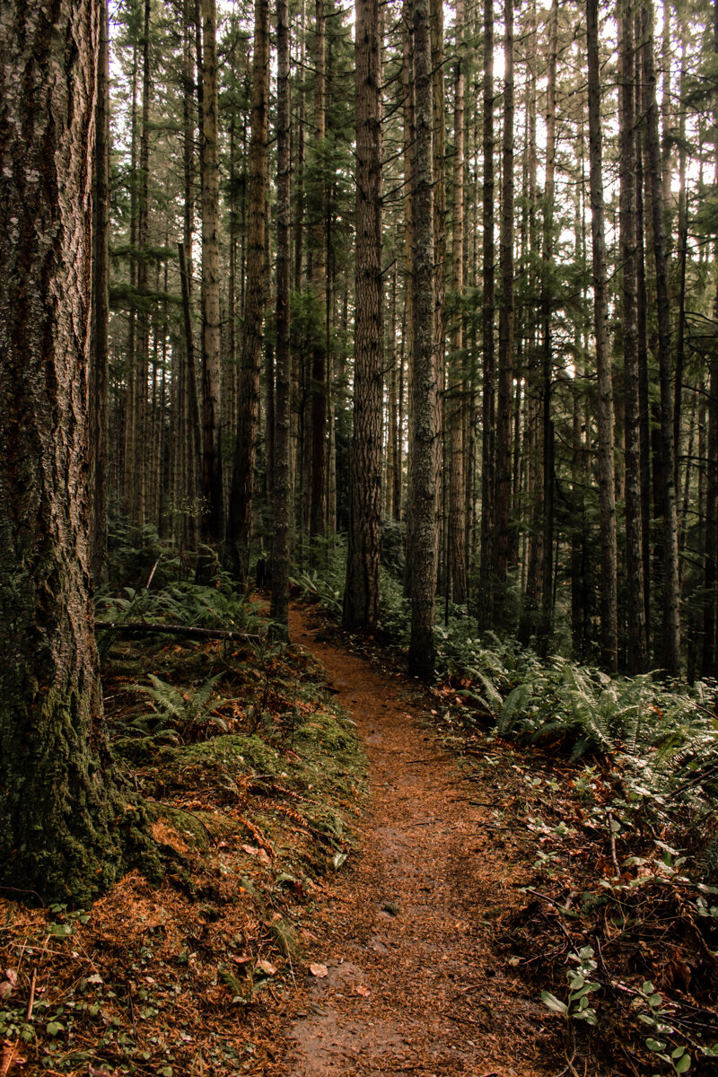 Striped Peak Trail, Port Angeles, Washington