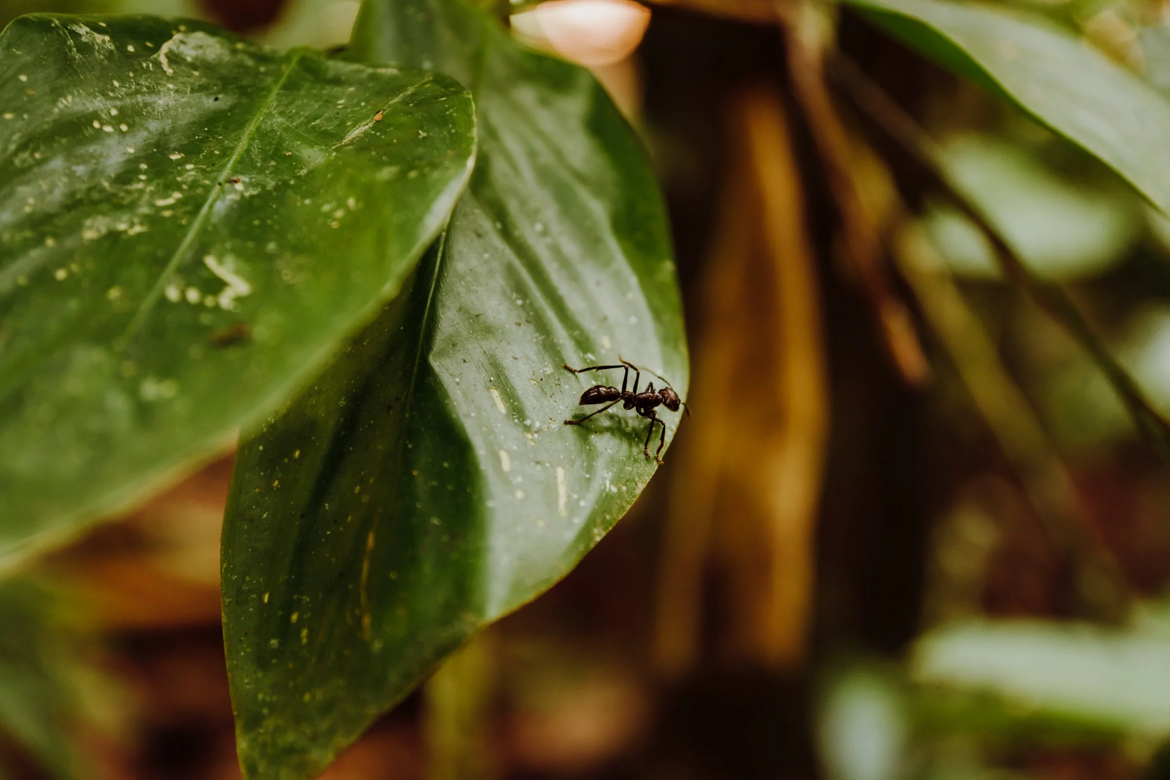 Cuyabeno: The Wildlife Reserve in Ecuador's Amazon You Don't Want to ...