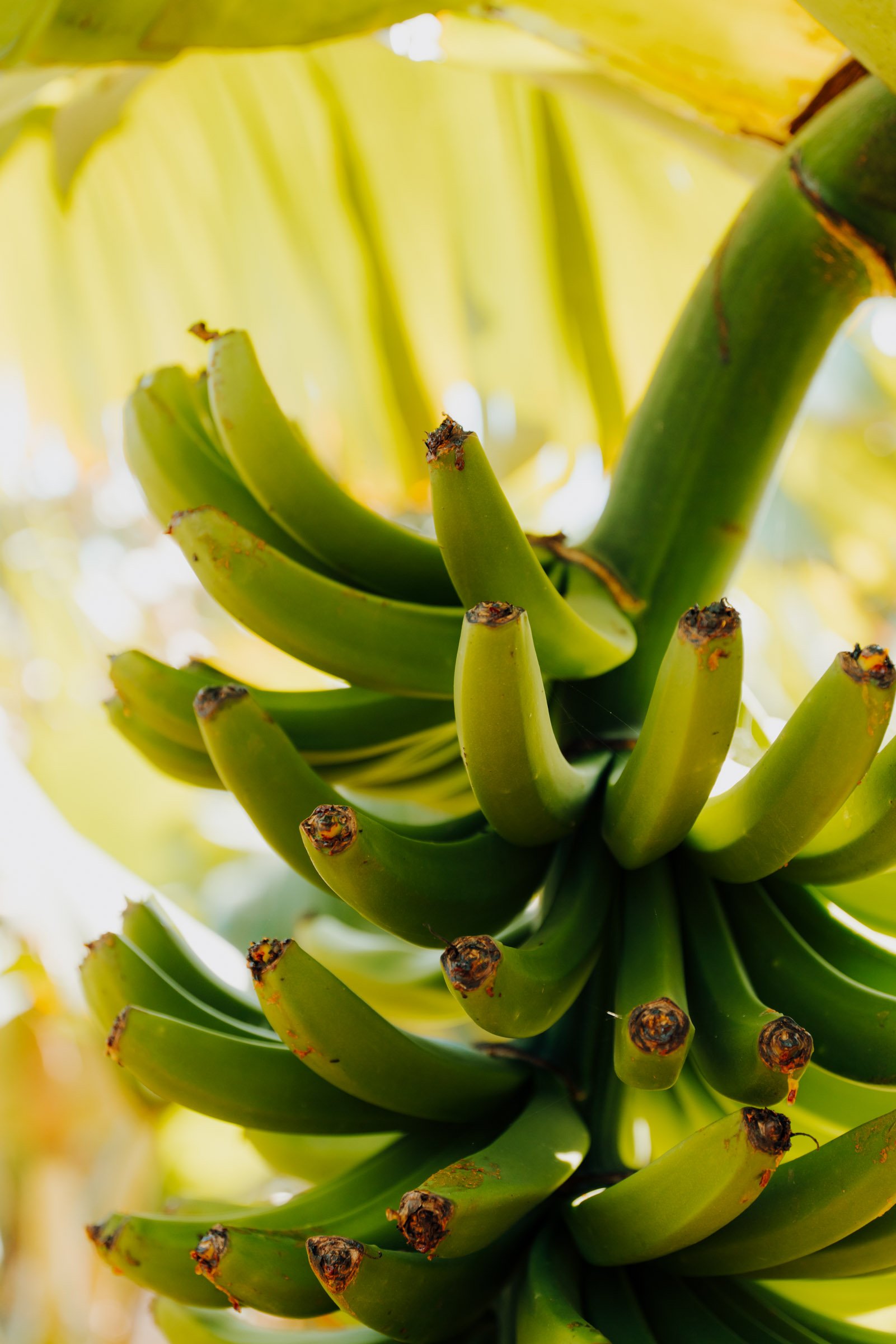 Bananas at Banana Eco Camp Glamping Airbnb