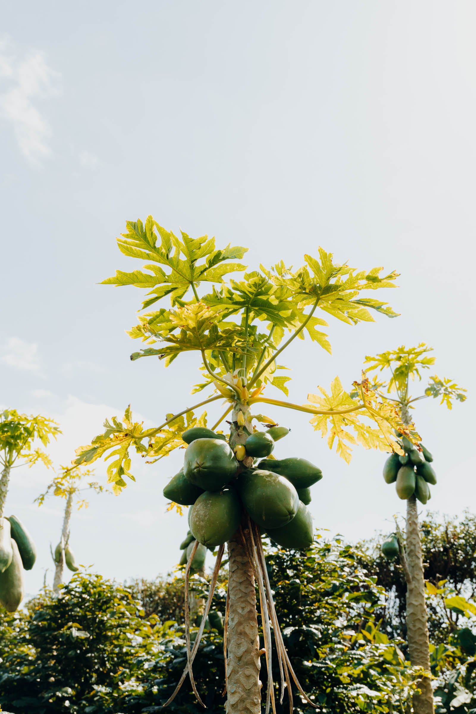 Papayas at Banana Eco Camp Glamping Airbnb