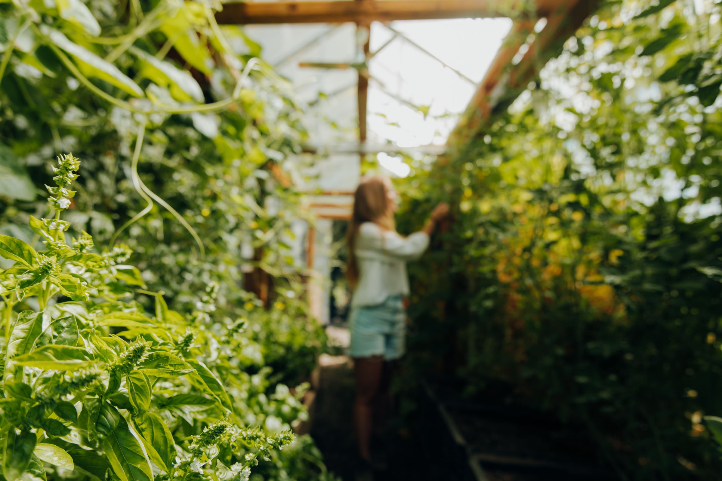 Greenhouse at the Container Home