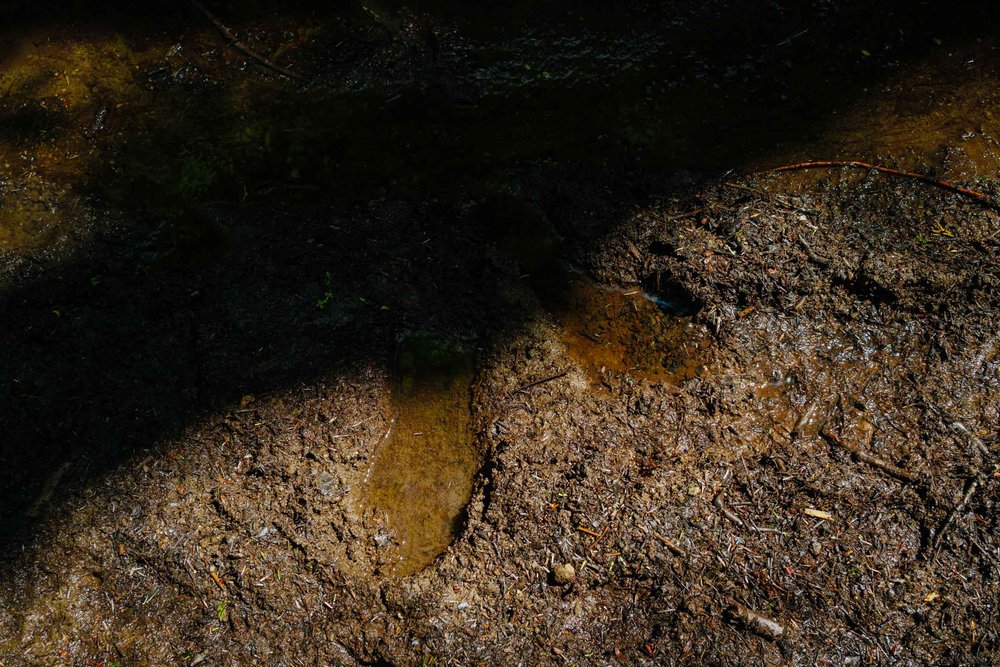 Mud on the Shi Shi Beach Trail