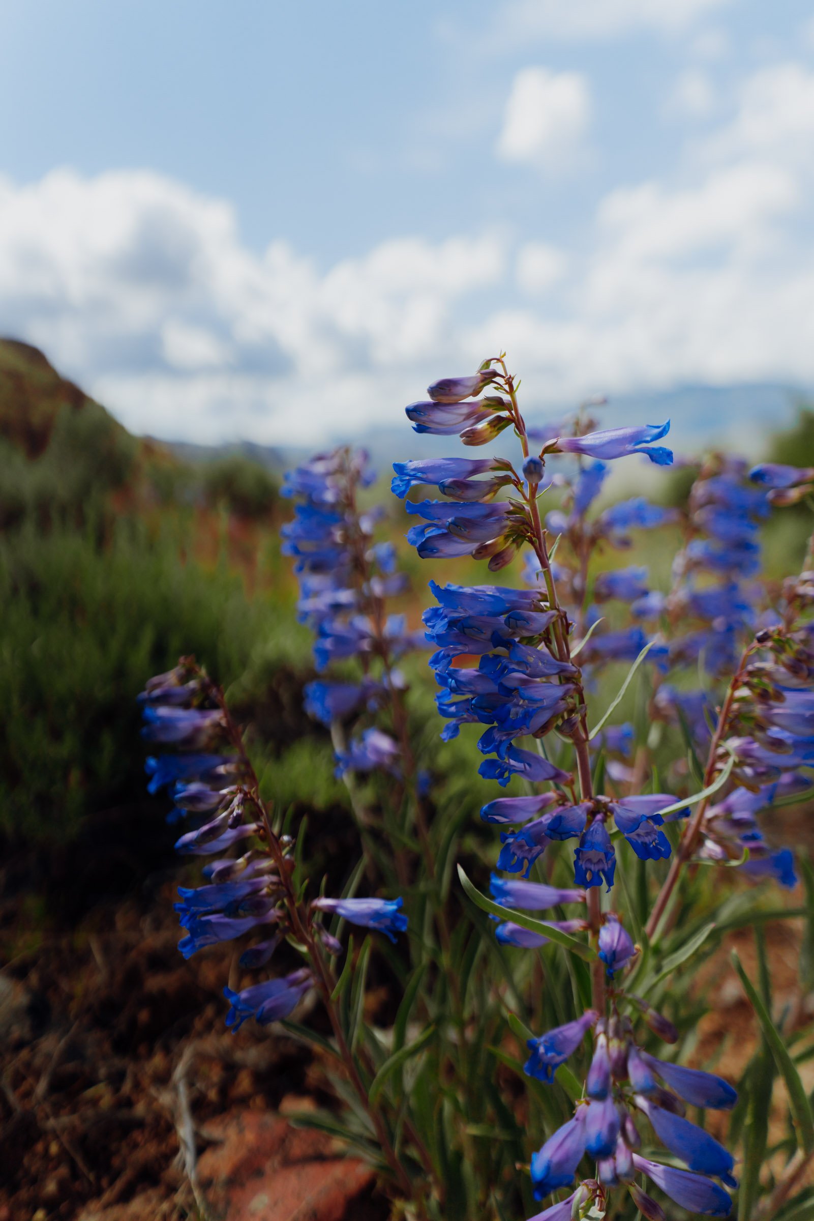 Lupine Wildflowers on the Juniper Gulch Trail at Leslie Gulch