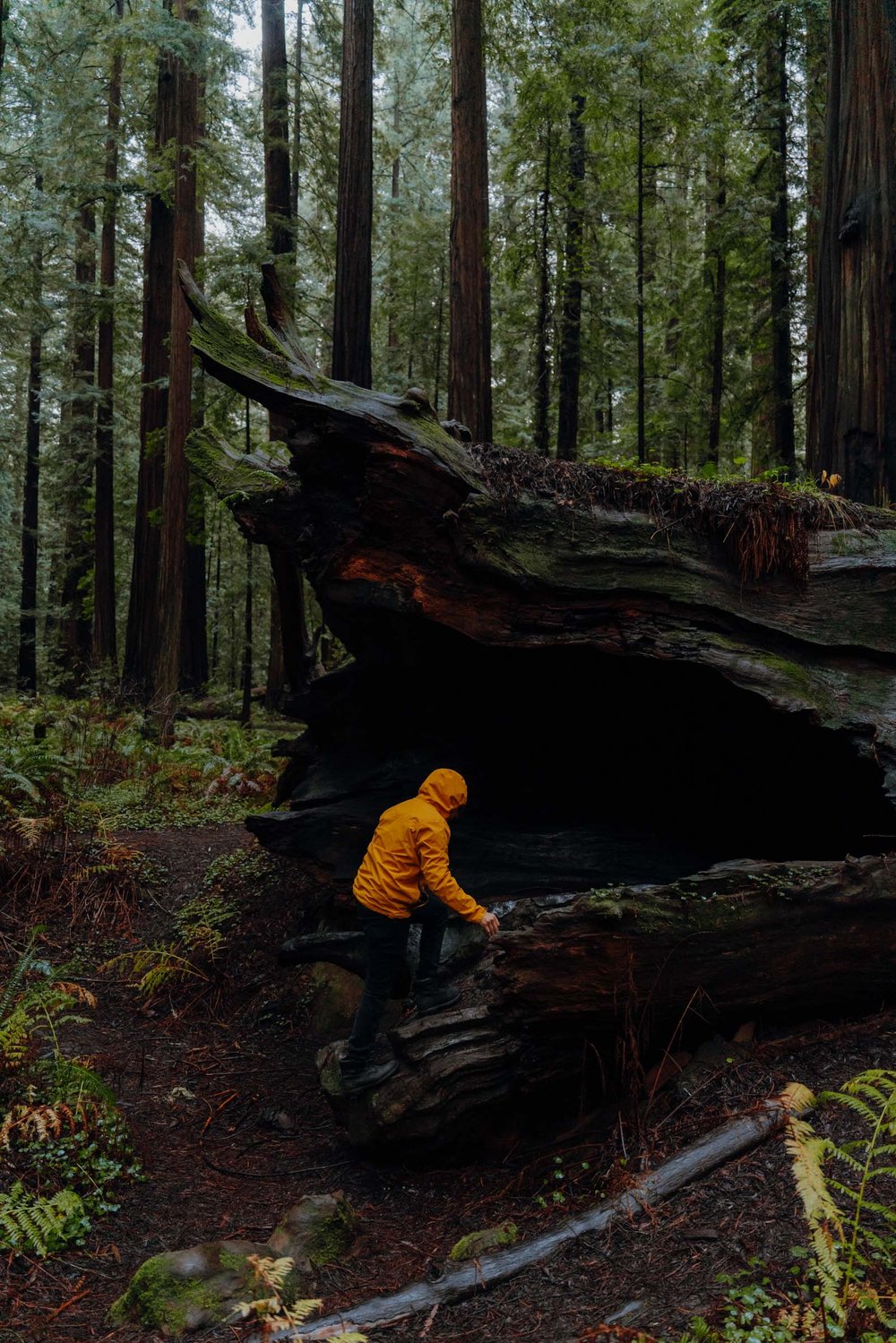 Mahan Plaque Trail: Avenue of the Giants