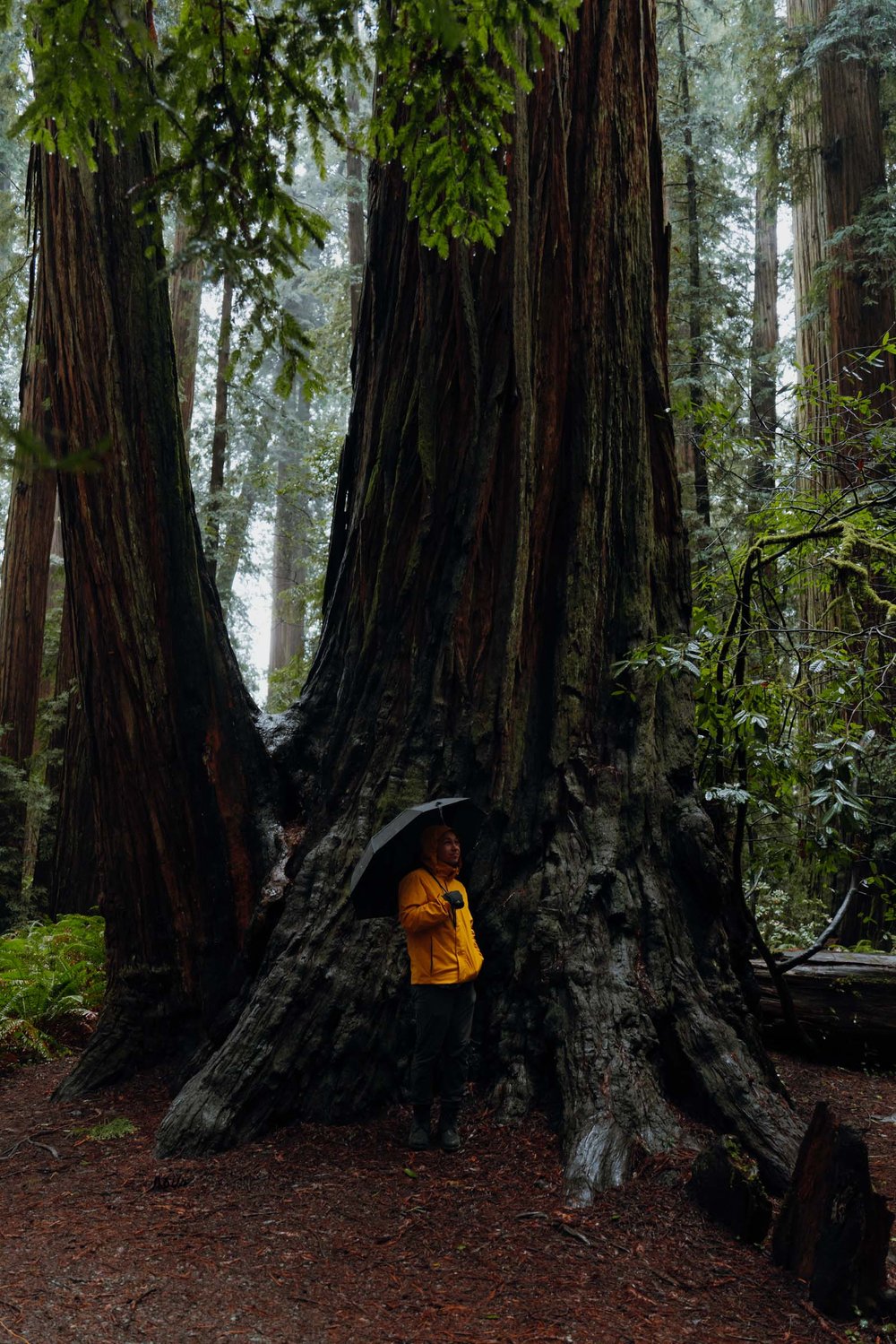 Stout Memorial Grove Trail