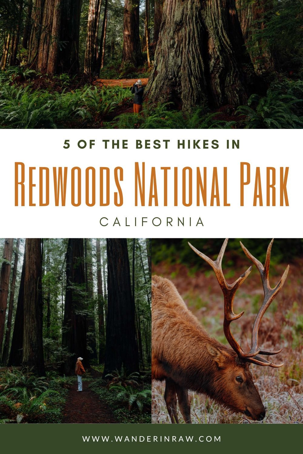 5 of the Best Hikes in the Redwoods