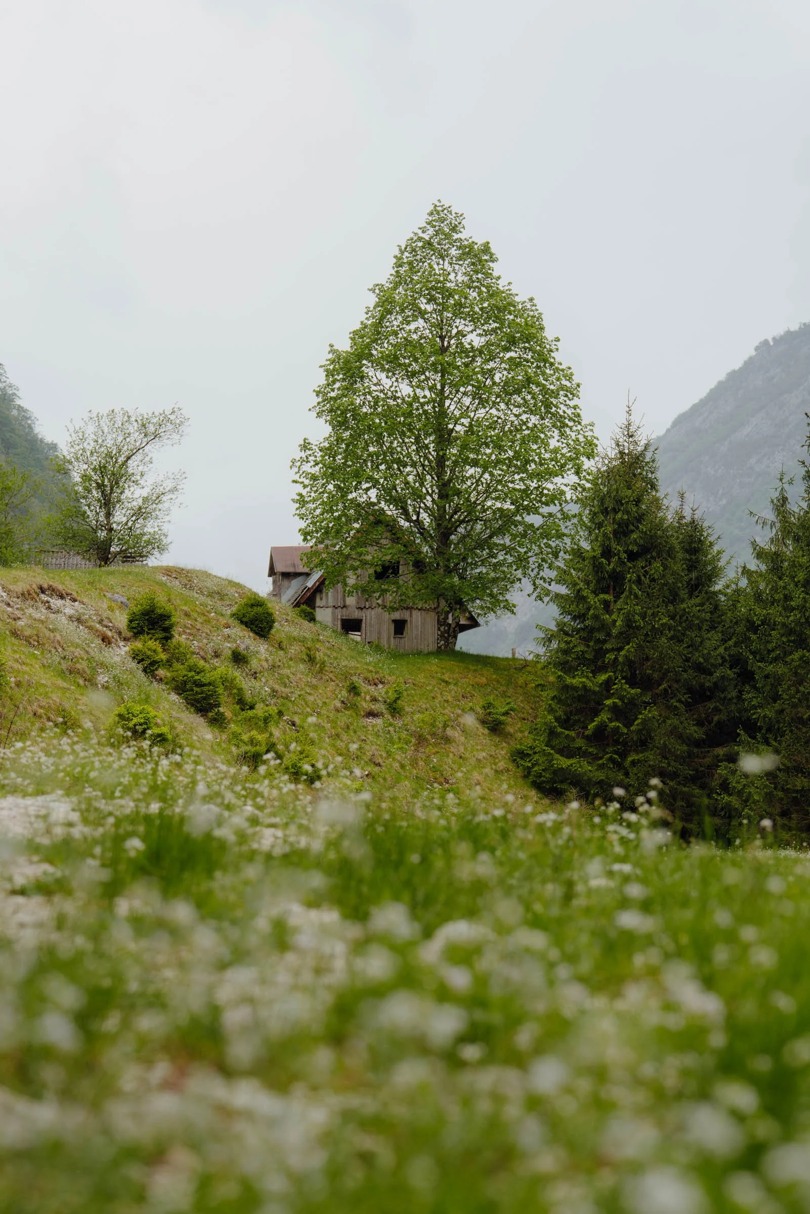 Old mountain hut with flowers in the foreground in the Soca Valley, Alpe Adria Trail, Slovenia