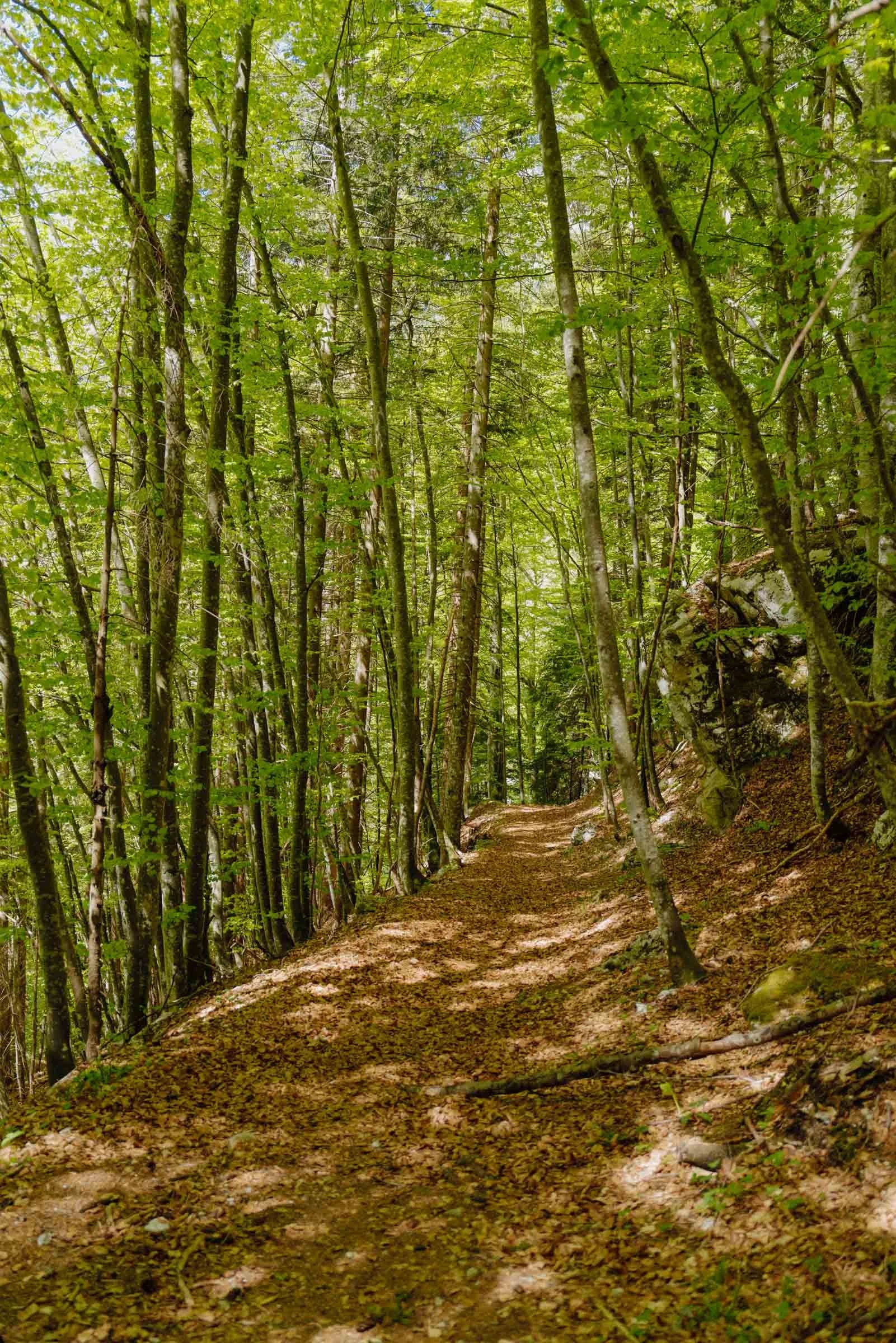 Forested trail with leaves on the ground Alpe Adria Trail, Slovenia