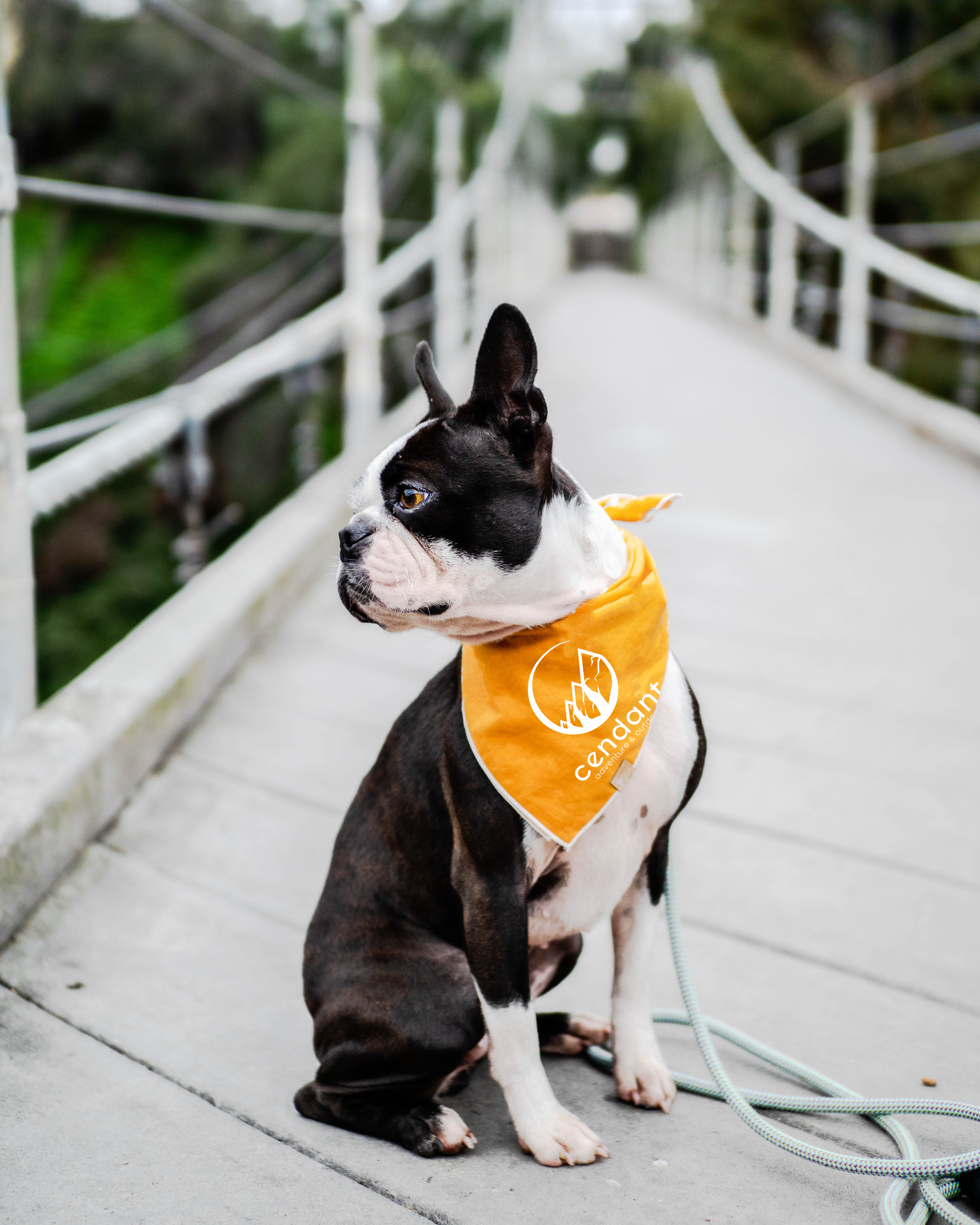 cendant dog bandana.png