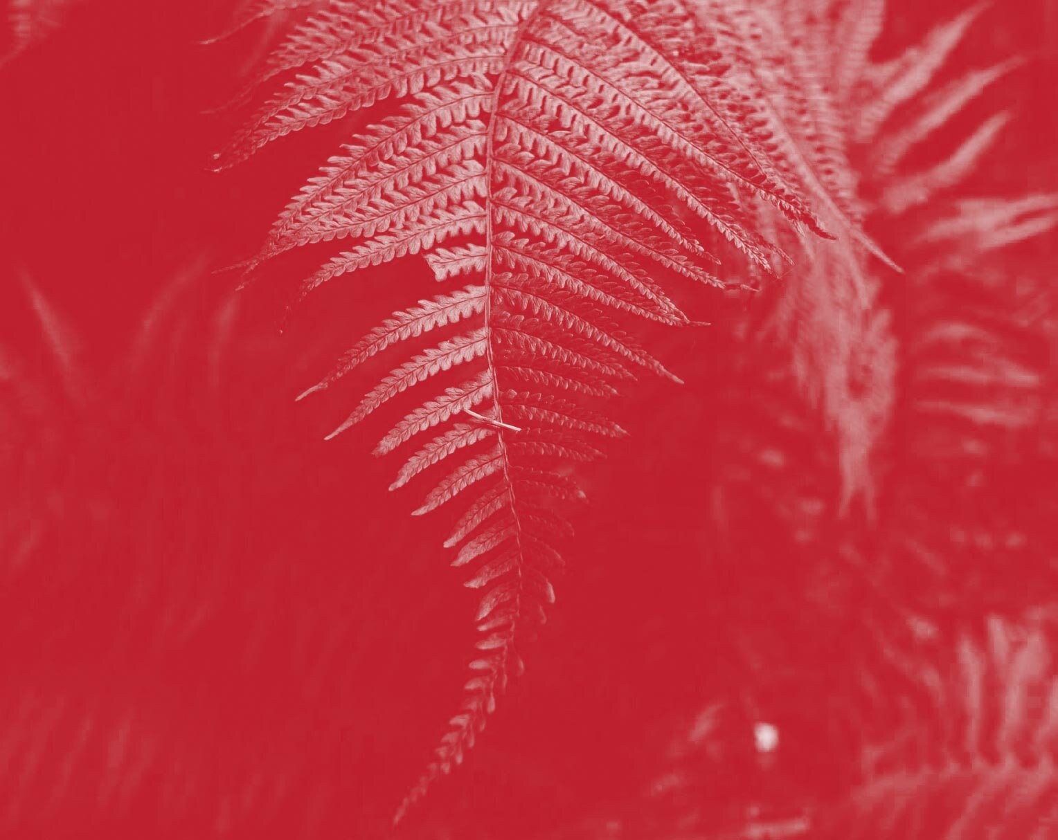 reo-rua-fern-red.jpg