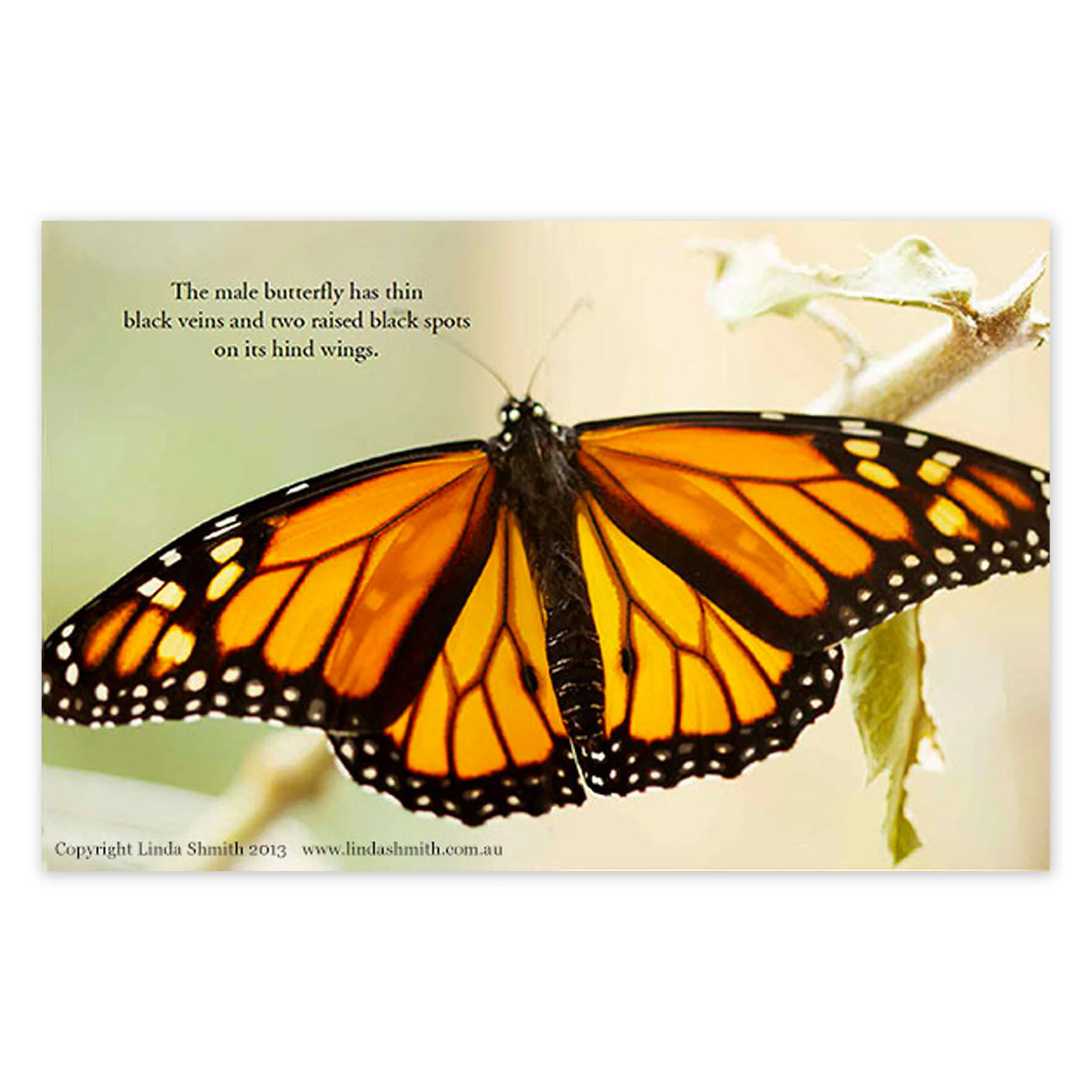 A2 Male Butterfly Poster.jpg