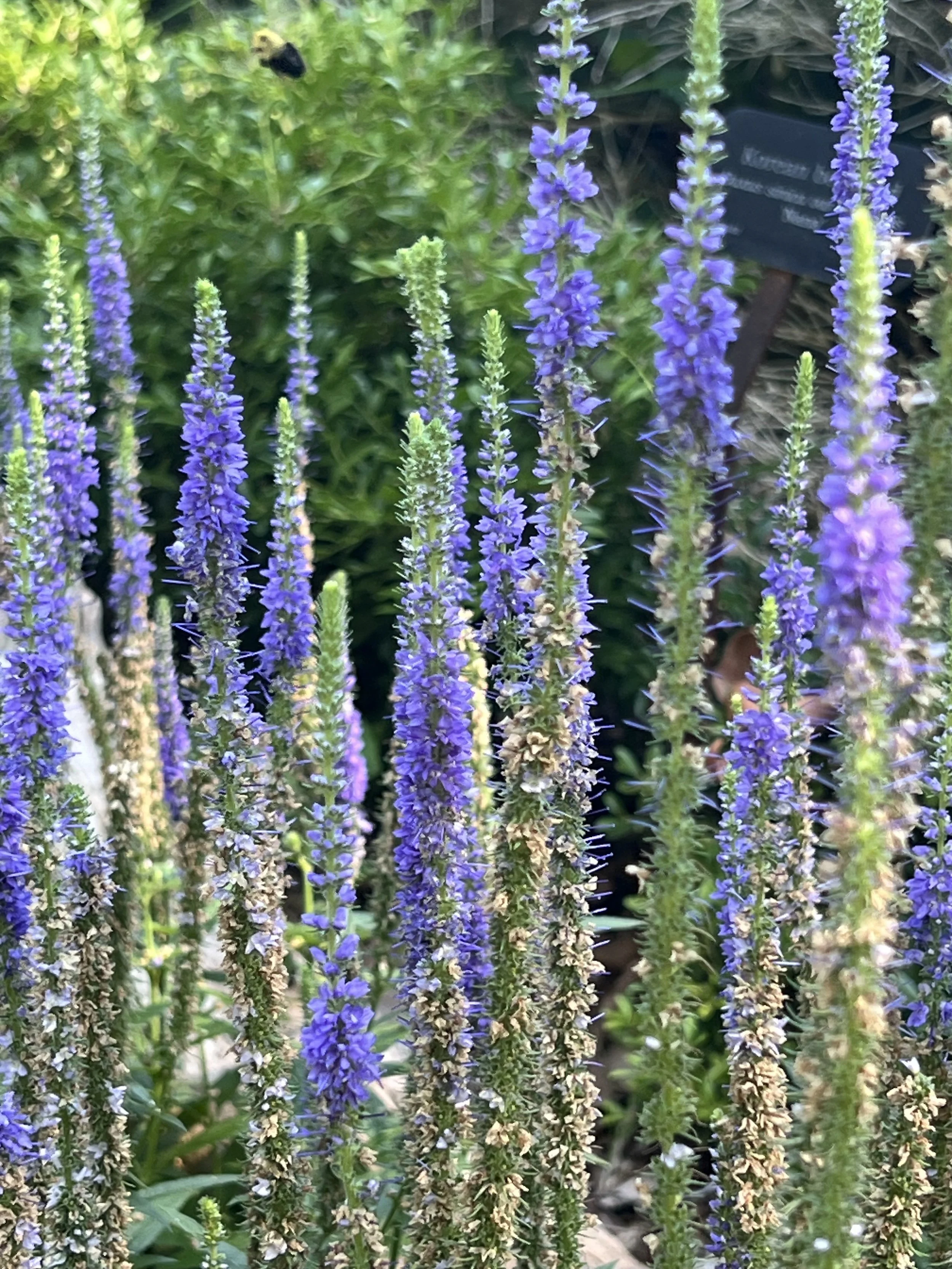 Close-up purple lupines in bloom, reflecting resilience, growth, and the beauty of every individual path.