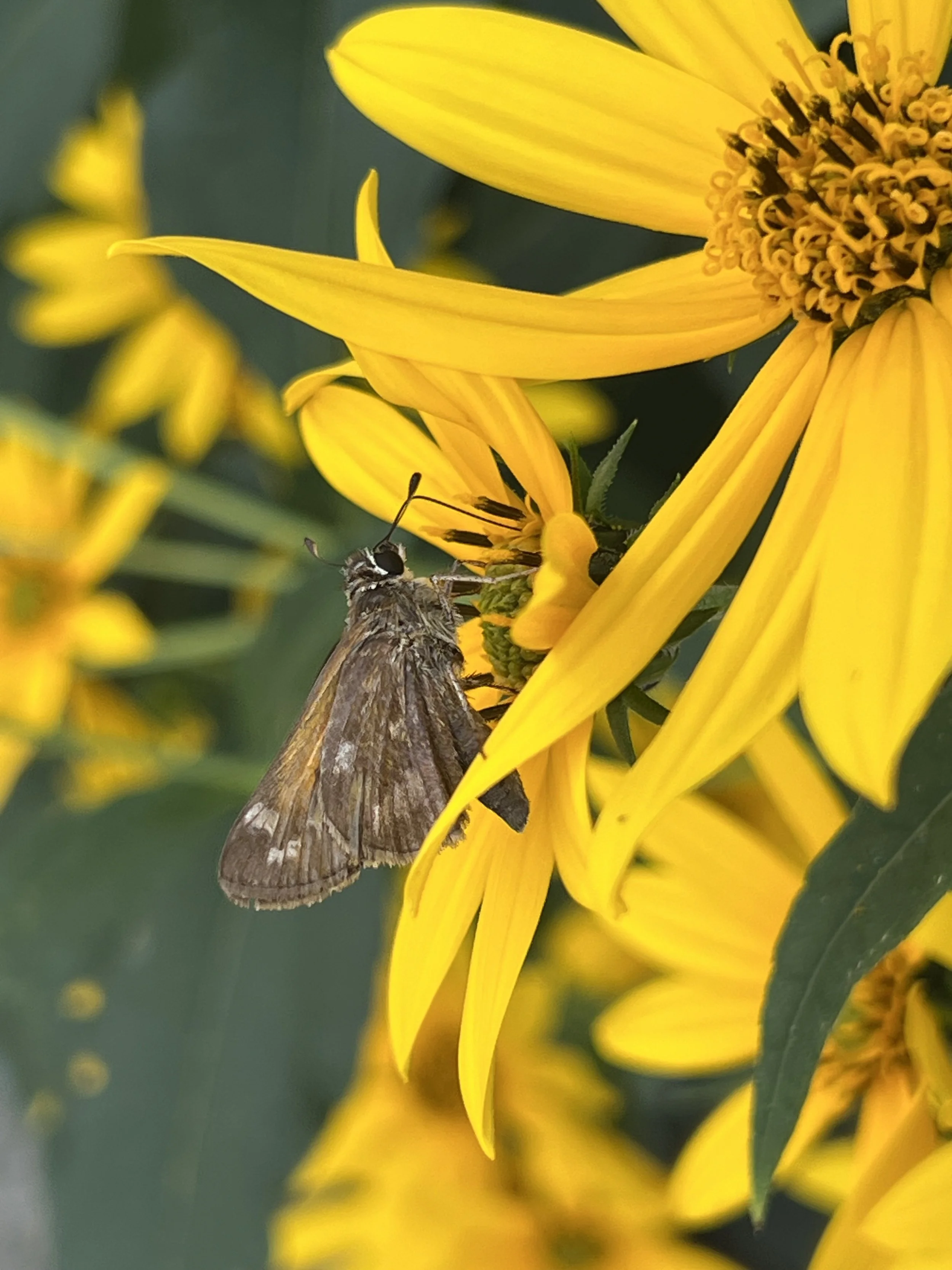Butterfly resting on a yellow flower, reflecting healing and nervous system regulation.