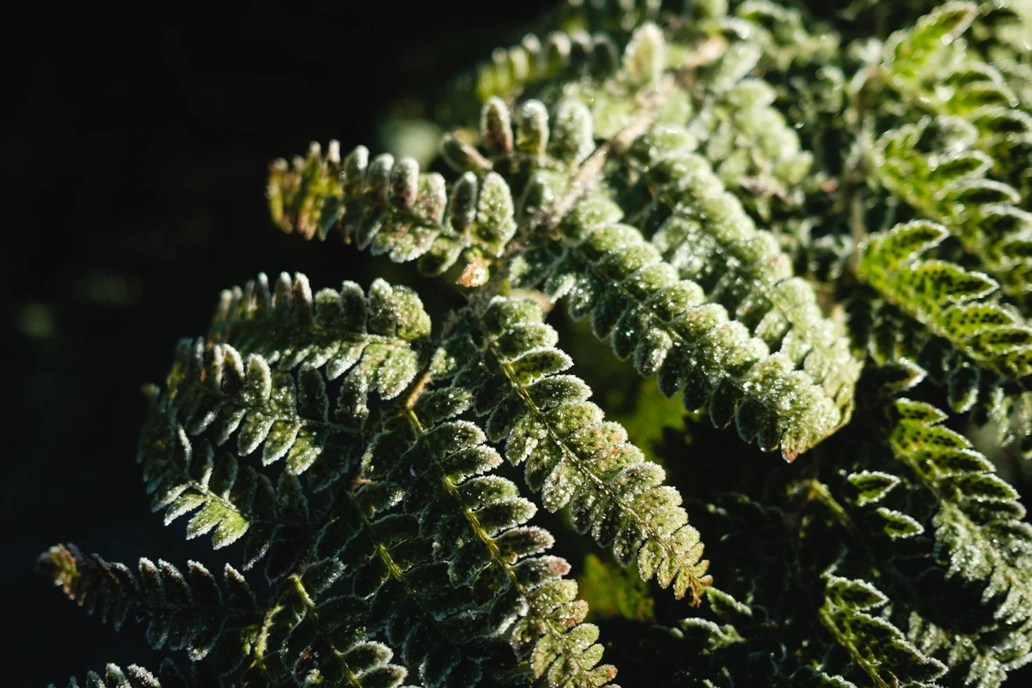 Seattle’s Washington Park Arboretum