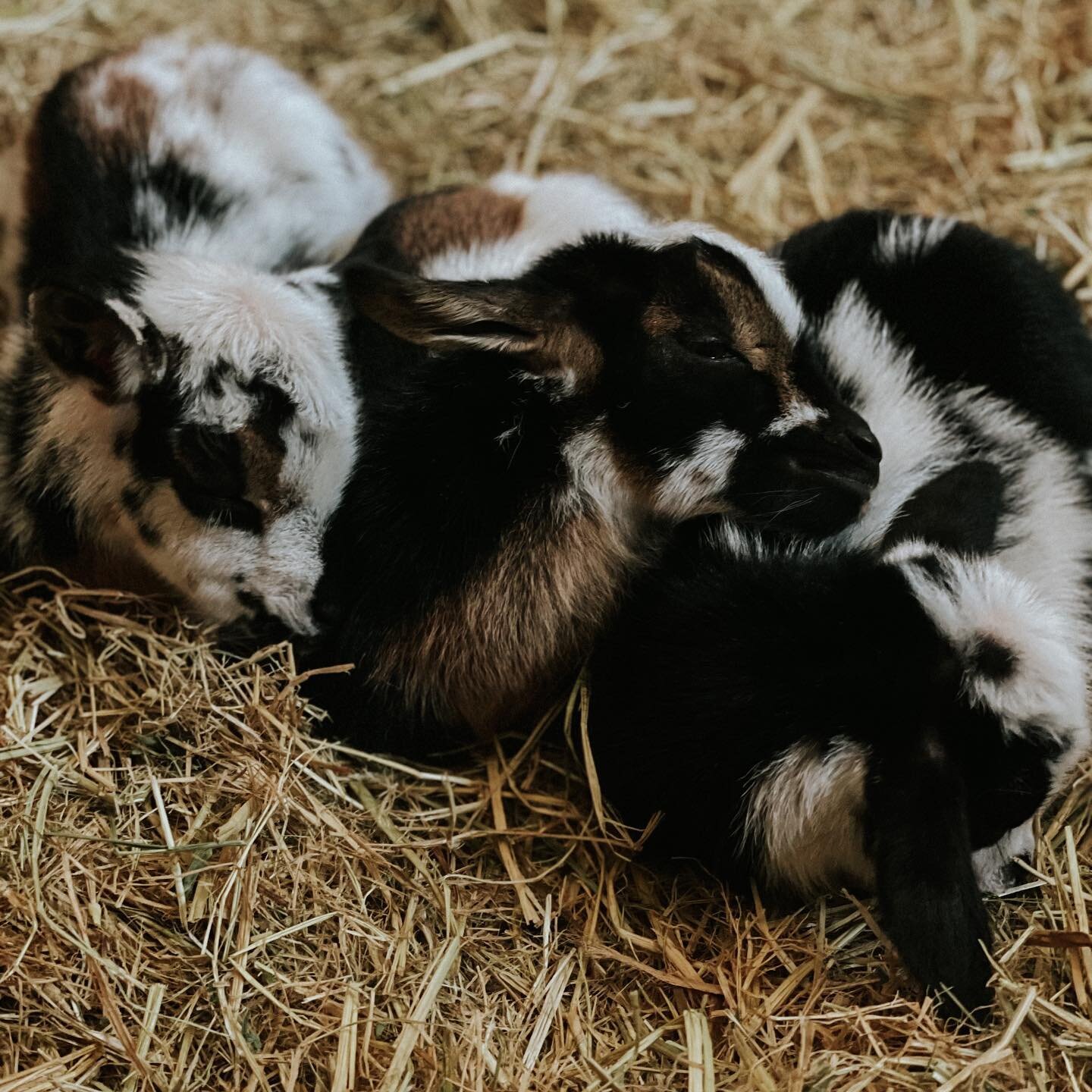 Amos, Antonio, and Anouk when they were just a few days old!😭 I needed to see some goat cuddles today. Thank you so much everyone for all your support of our farm. I appreciate every kind word and everyone checking in on us. I don&rsquo;t have the w