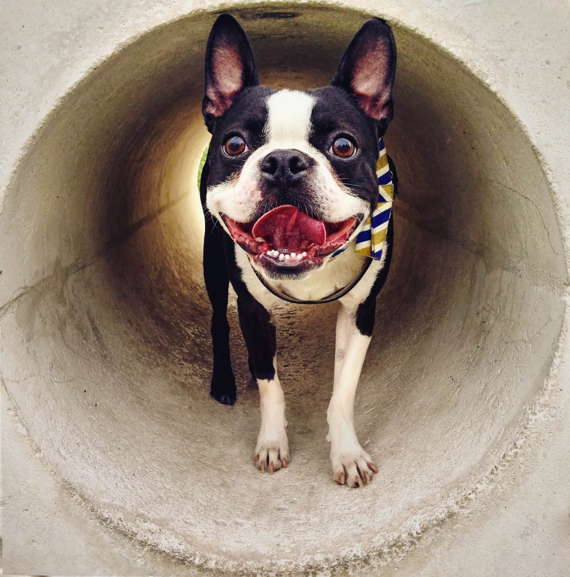 buster tunnel.jpg