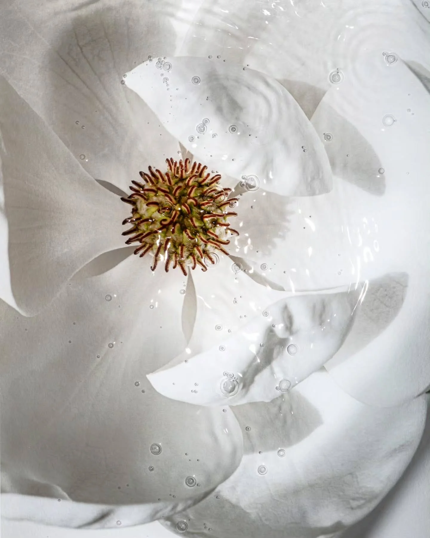 Magnolia grandiflora, captured on the morning of its full bloom, printed on Hahnem&uuml;hle William Turner, and rephotographed while submerged.
2026