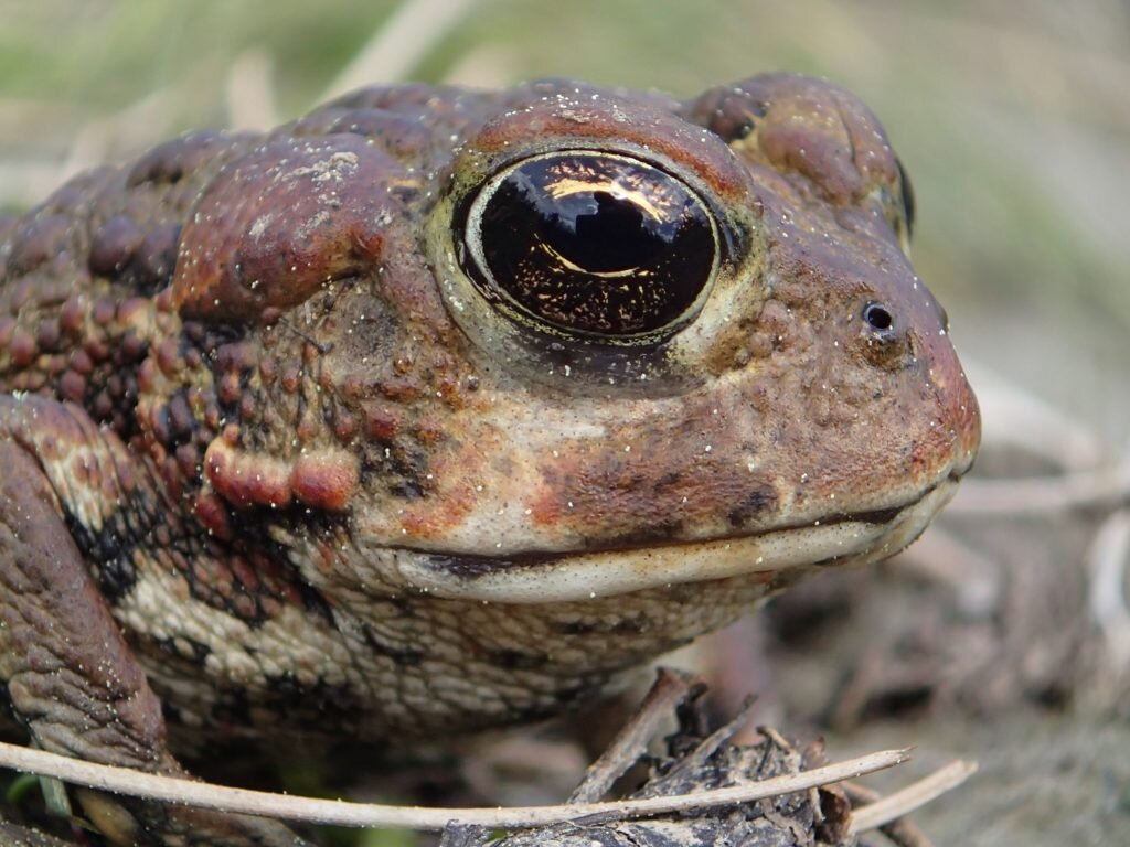 p6020208-reflection-in-toad-eye-1024x768.jpg