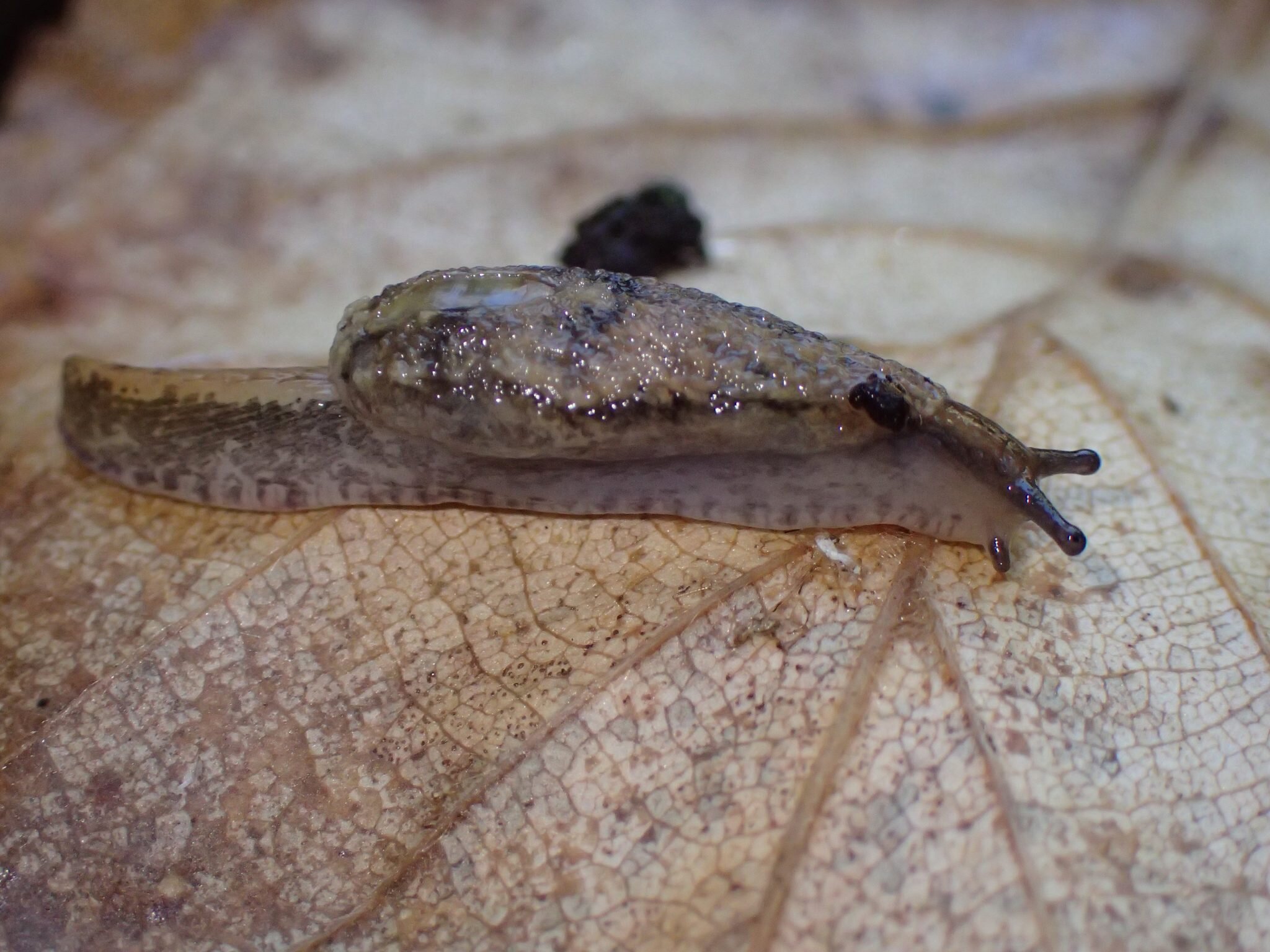 pa020173-pale-jumping-slug_scaled-2048x1536.jpg