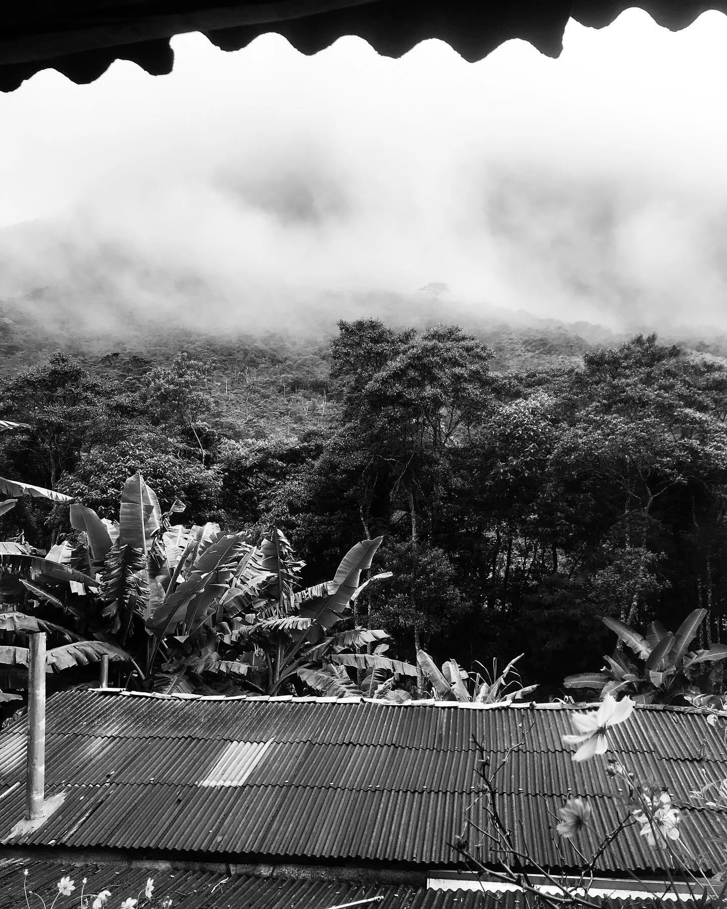 This forest could swallow you.
Chapada Diamantina, Brazil, 2019.

&gt;Check my work on www.emmanuelallara.com
If you like it, you can support my photography work by sharing, or buying prints 😊
-

#streetphotographyinternational #streetphotographyint