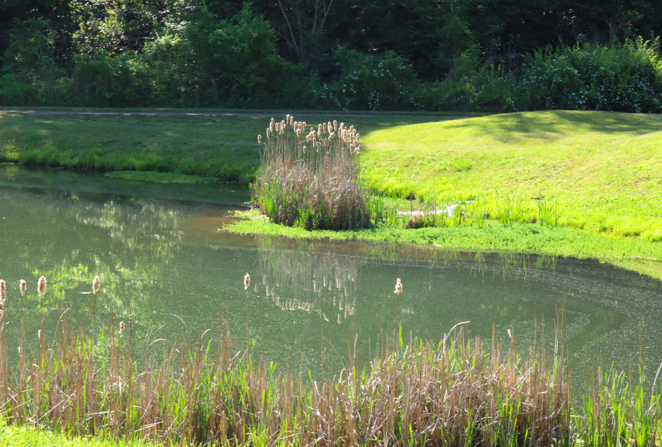 Pond+Finished+.png