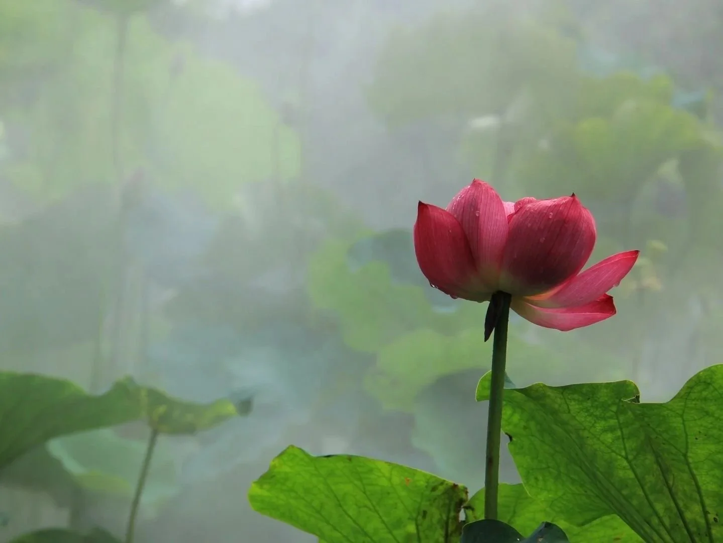 Shinpiden (Reiki Level III) Course - Online
