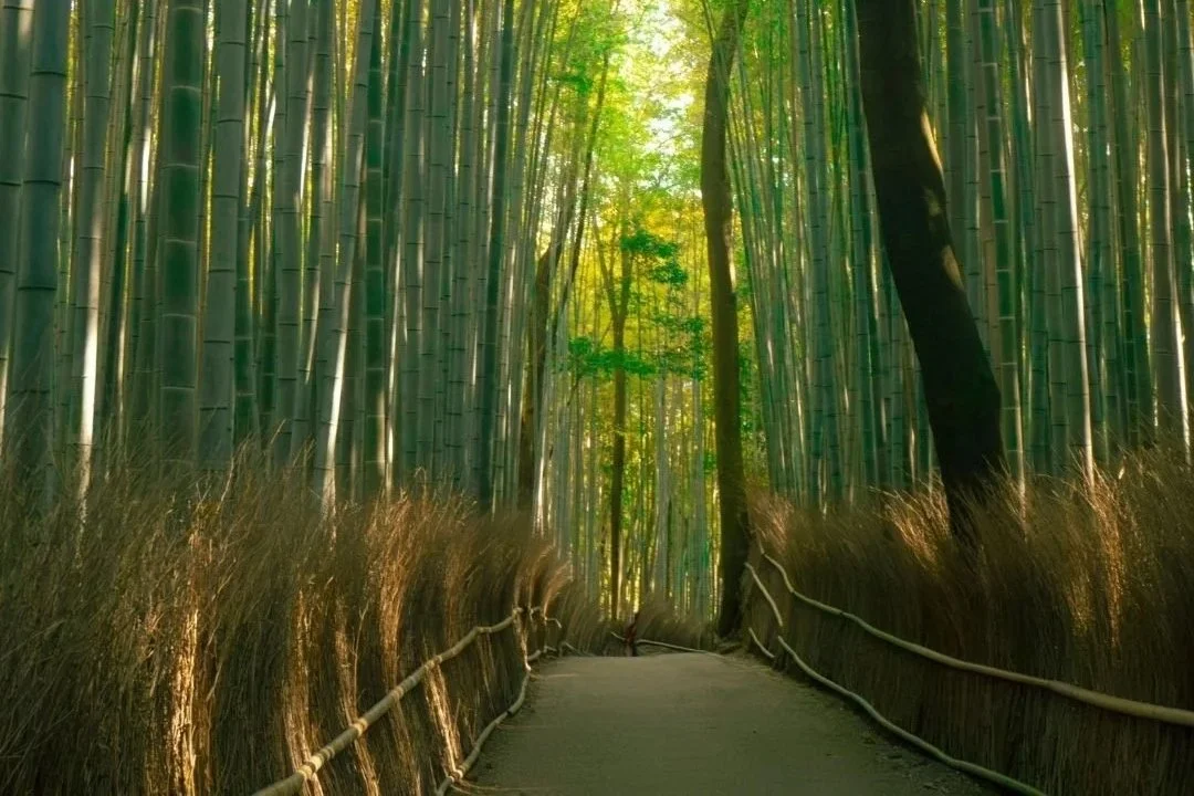 Shoden (Reiki I) Training - In Person
