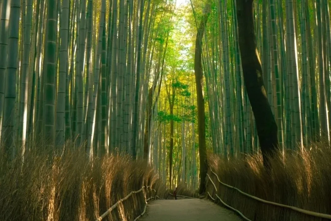 Shoden (Reiki I) Course - Online
