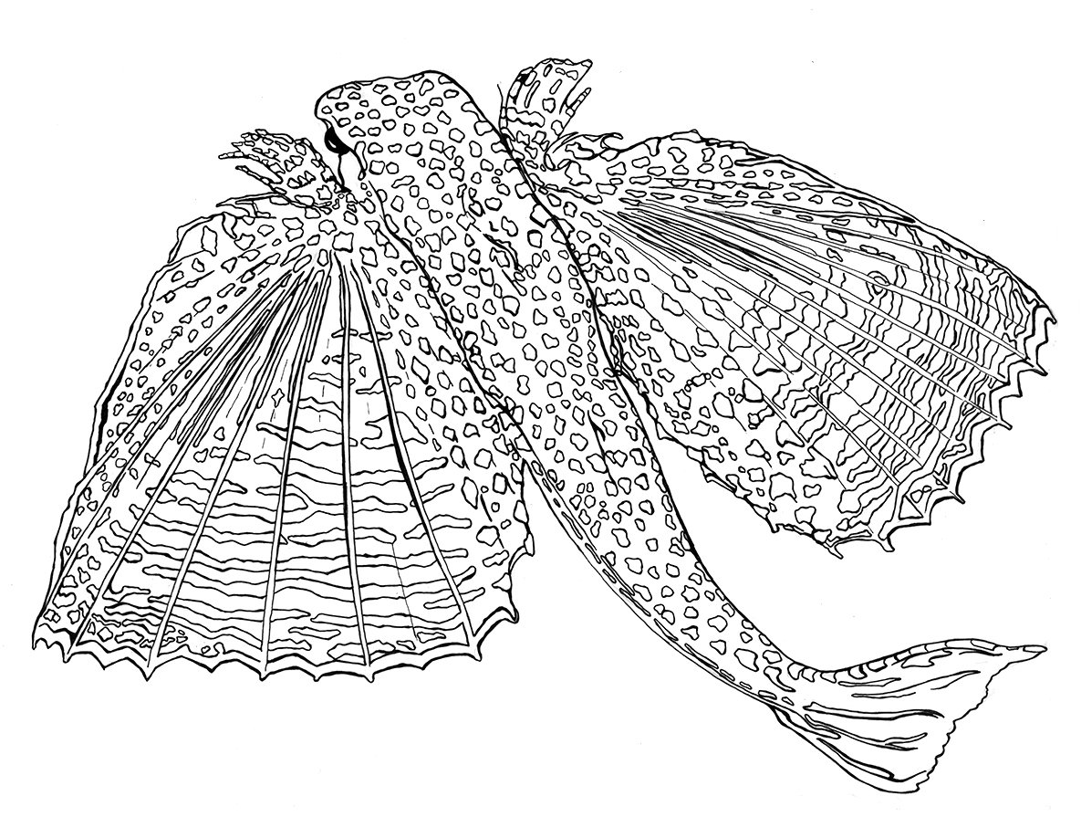 Flying Gurnard