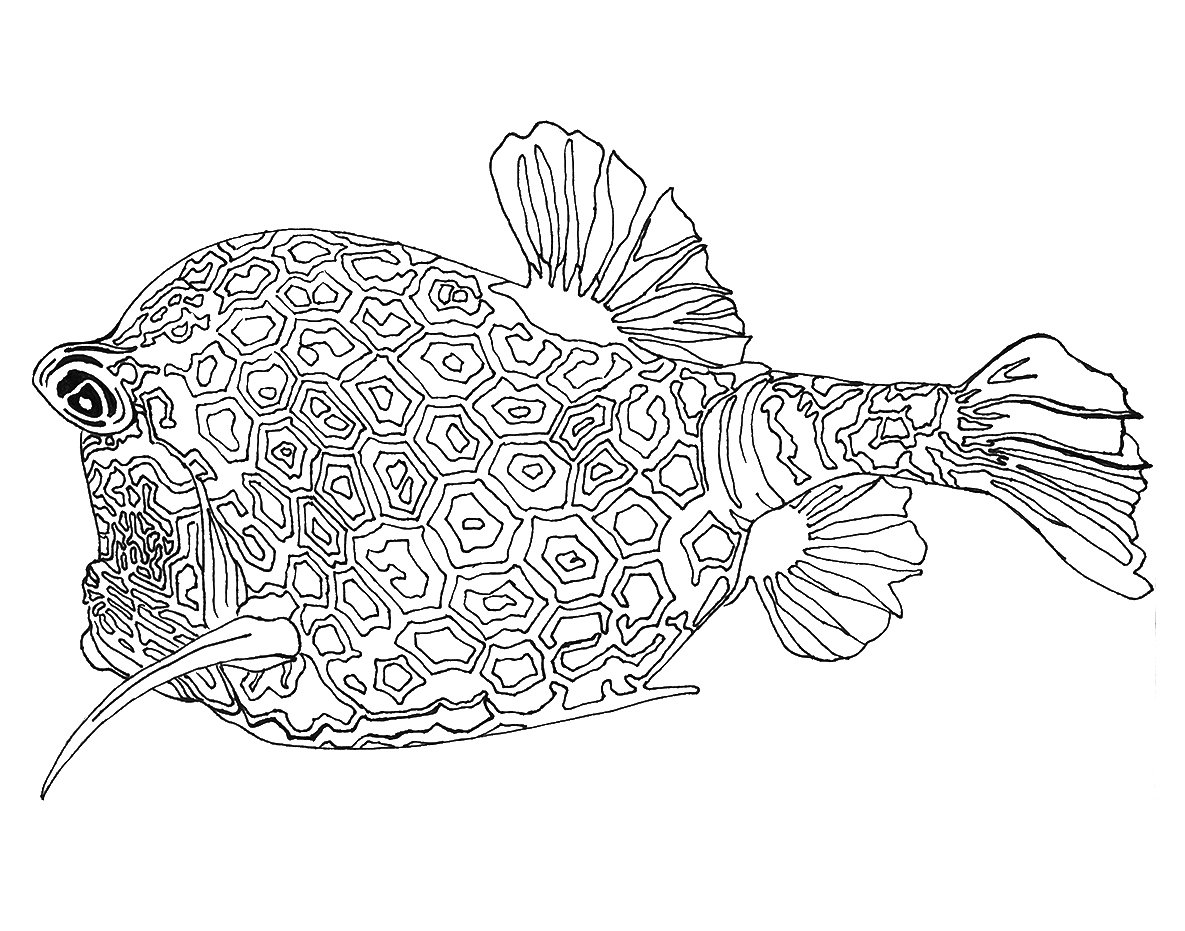 Cowfish