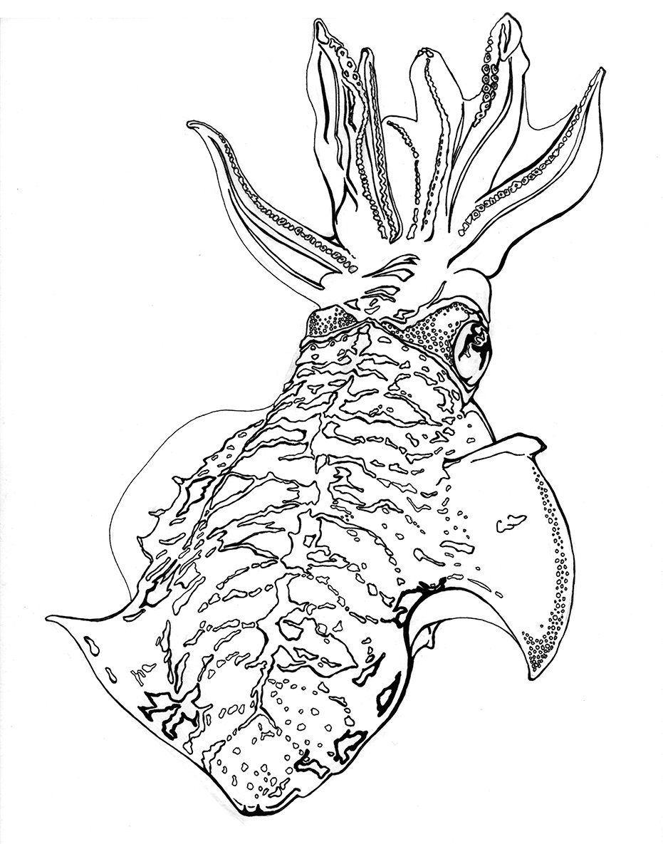 Squid