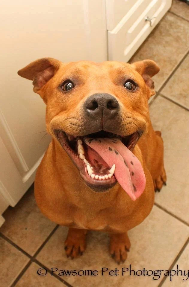 Friendly therapy dog representing animal-assisted therapy training for mental health professionals in Canada
