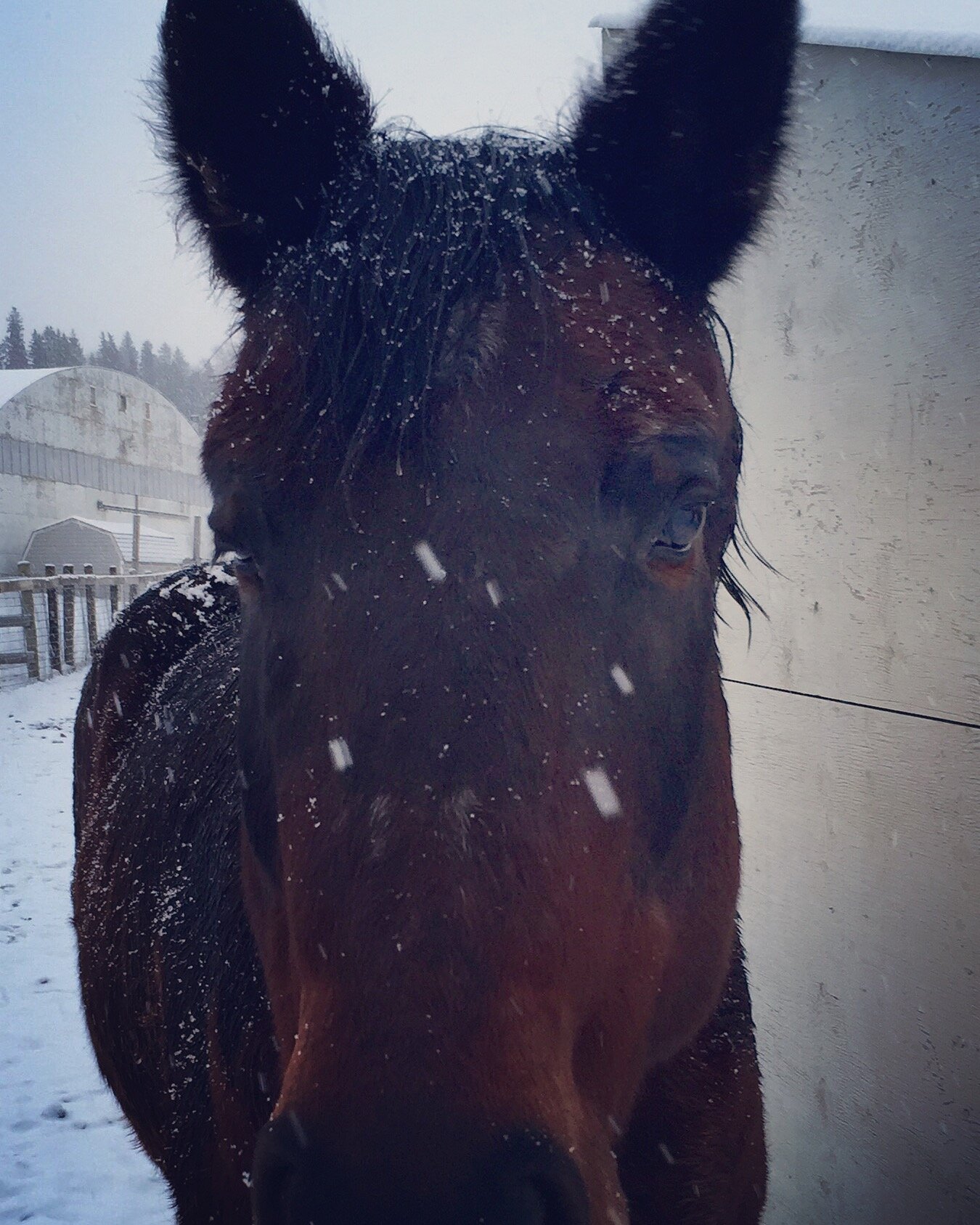 Brown therapy horse standing calmly in falling snow — illustrating equine-assisted therapy as part of animal-assisted therapy practice
