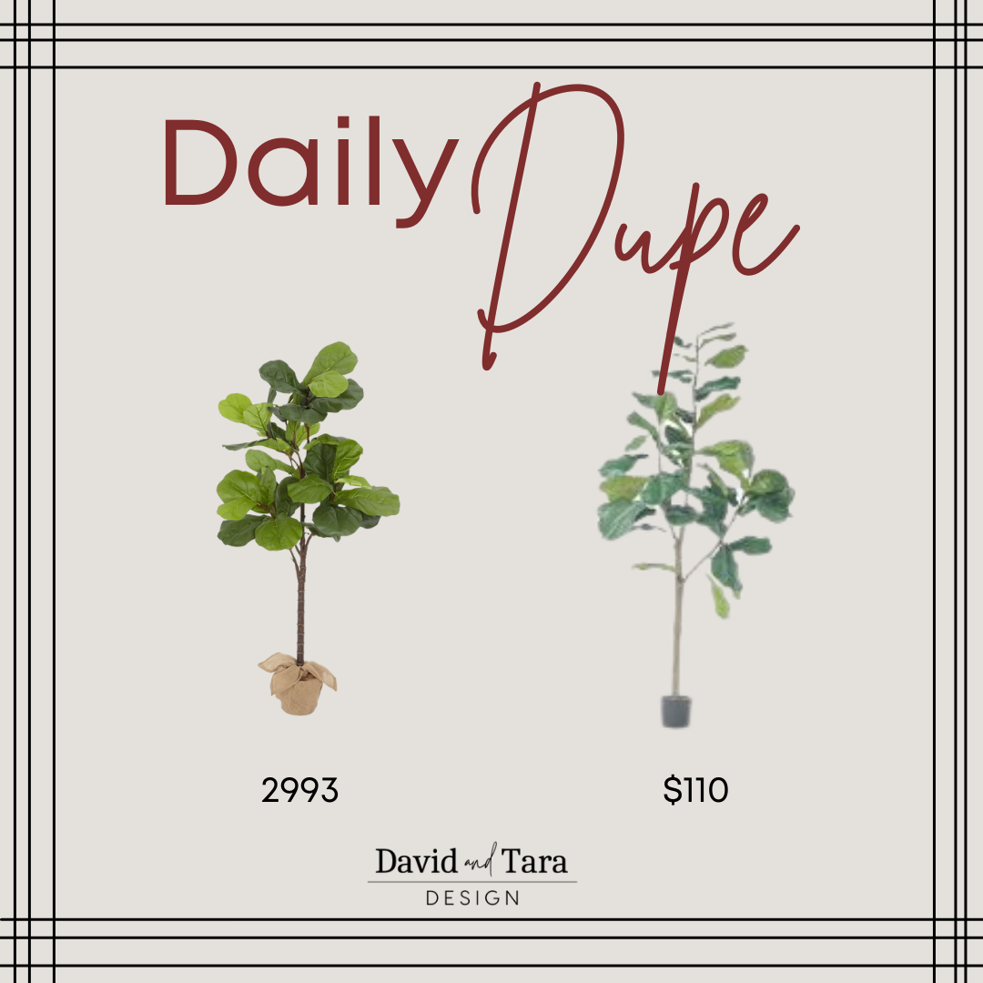 Fiddle Leaf Fig Trees
