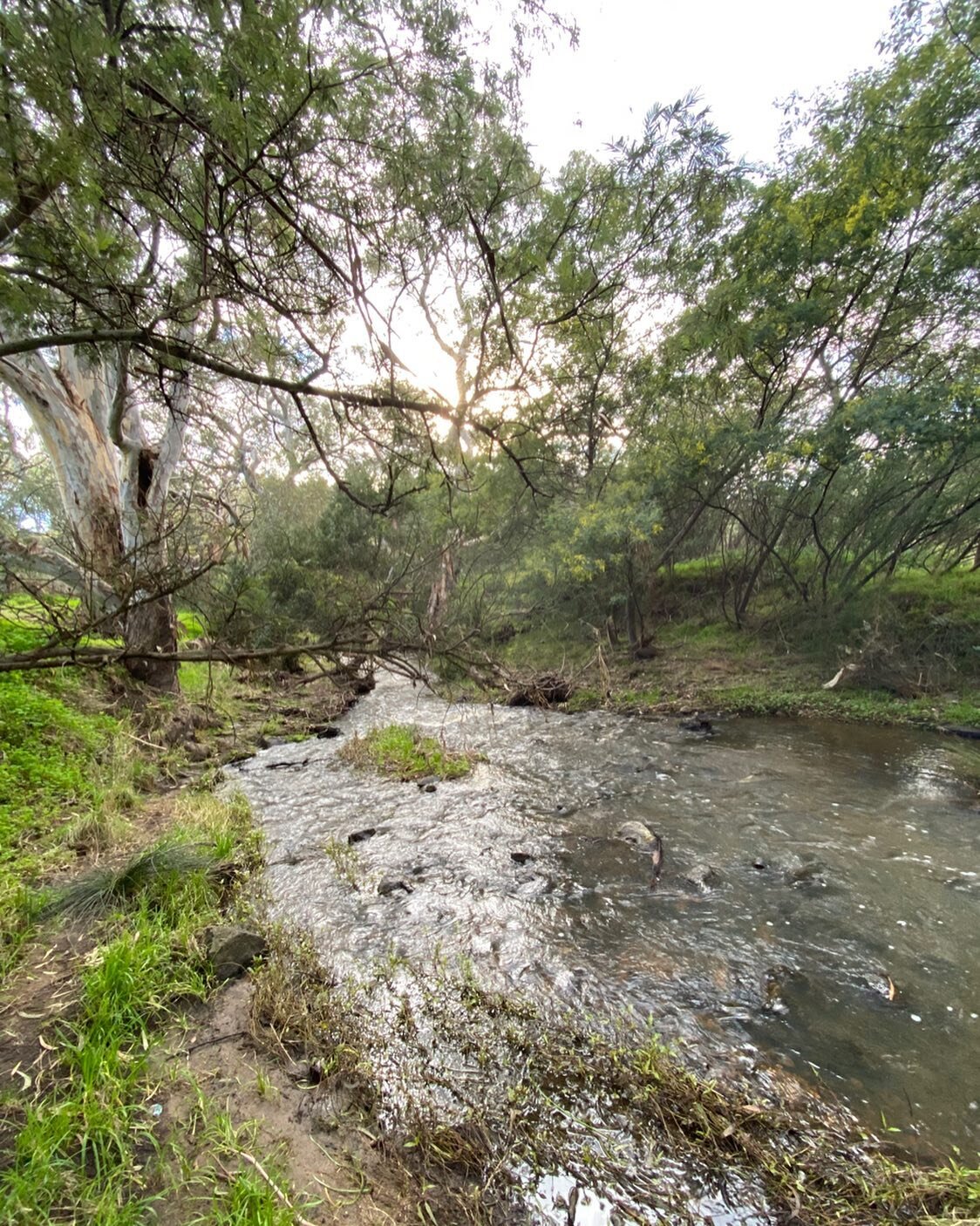 I love exploring these little pockets along the creek, inspiration is everywhere.
For me the sound of water rushing over rocks and the yellow crested cockatoos chatting in the trees are the most relaxing sounds there are.
.
.
#nature #formanart #insp