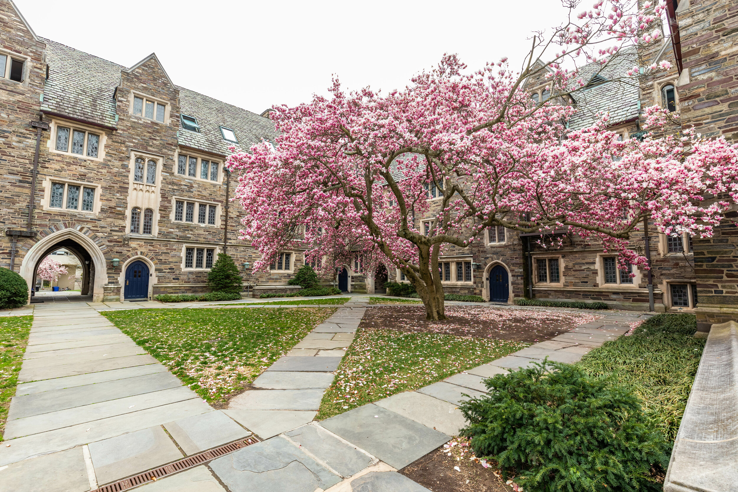 Princeton University