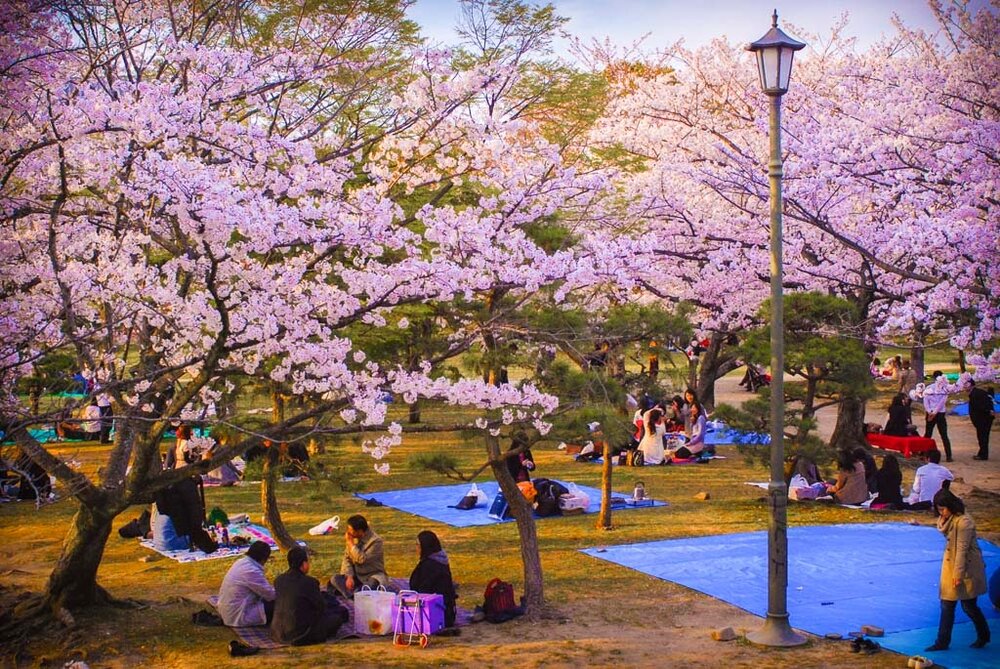 Cherry-Blossom-in-Japan-and-Korea-1.jpg