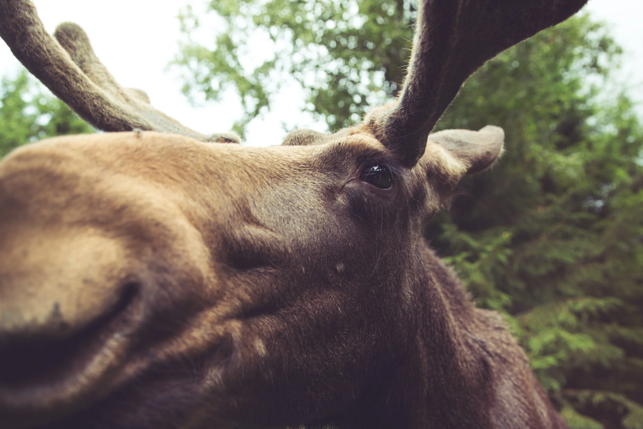 Where To Find A Wild Moose In Sweden