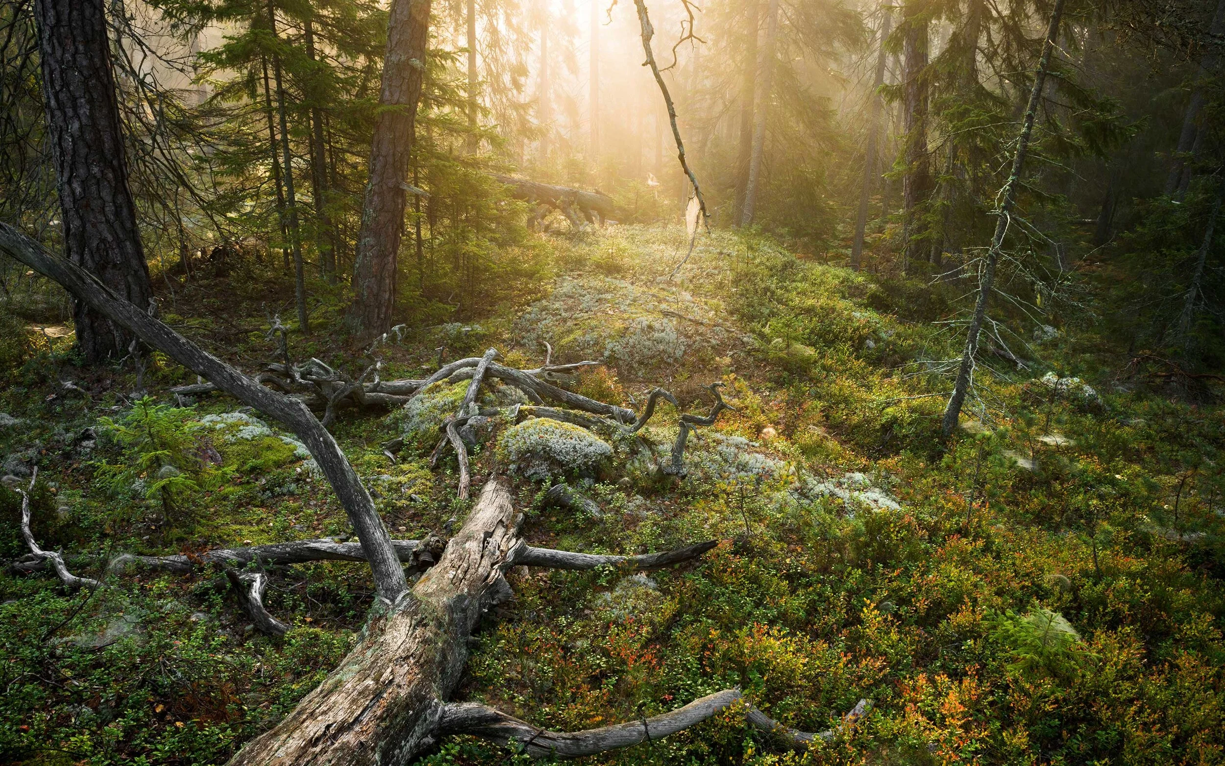 Photo by&nbsp;Tyresta National Park