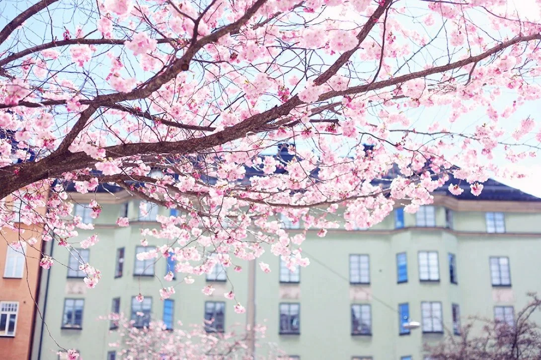 Photo by&nbsp;Emma Sundh