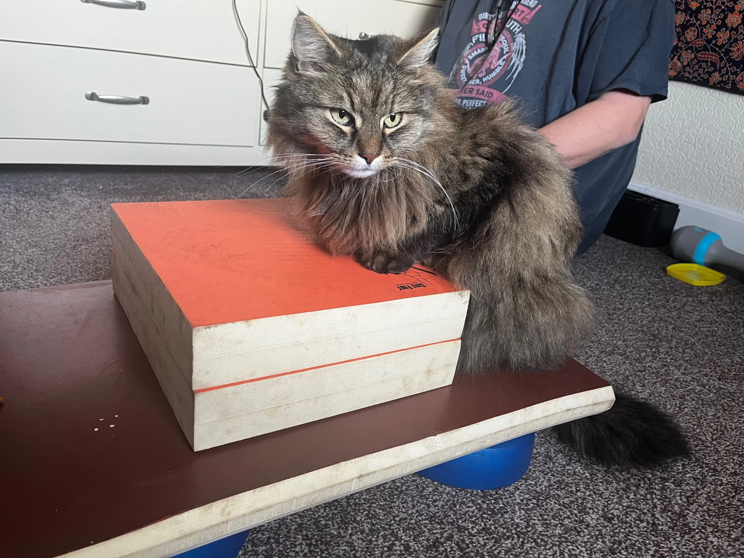 Digby(Doesnt always go to plan!)3.jpeg