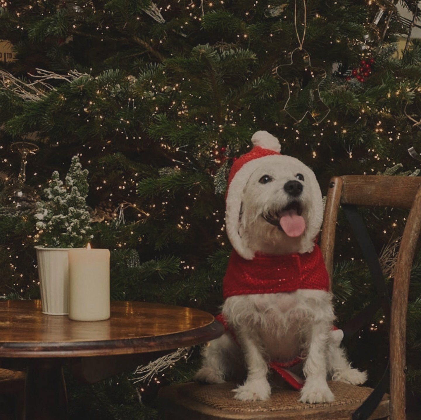 We&rsquo;ve a Christmas Doggy Dress Up Competition at Light up the Pub this year. Who will win the best festive pub prize??

Get your tickets via our website, link in bio.

#christmas #lightupthepub #christmaslights #pitshanger #pitshangerlane #thedu