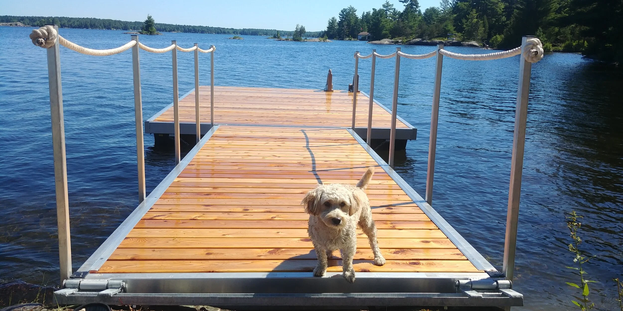 cedar floating dog puppy.jpg